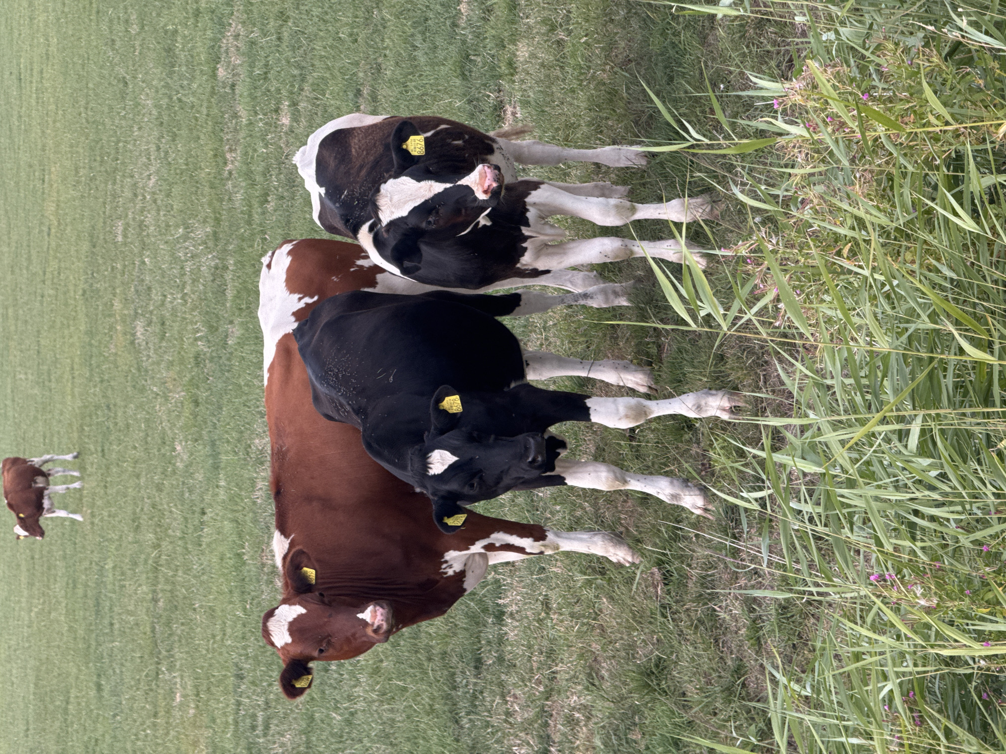 In a grassy field in Pingjum, Netherlands, three young cows stand close together. The largest cow, a brown and white Dutch Belted, is positioned in the background and slightly to the left. In the foreground, a black and white calf is to the left, facing forward with its head slightly tilted. To the right of the black and white calf is another black and white calf, facing forward and looking towards the viewer. All three cows have yellow tags in their ears. The field is covered in green grass, with tall reeds and a few small pink flowers in the foreground. The sky is not visible.