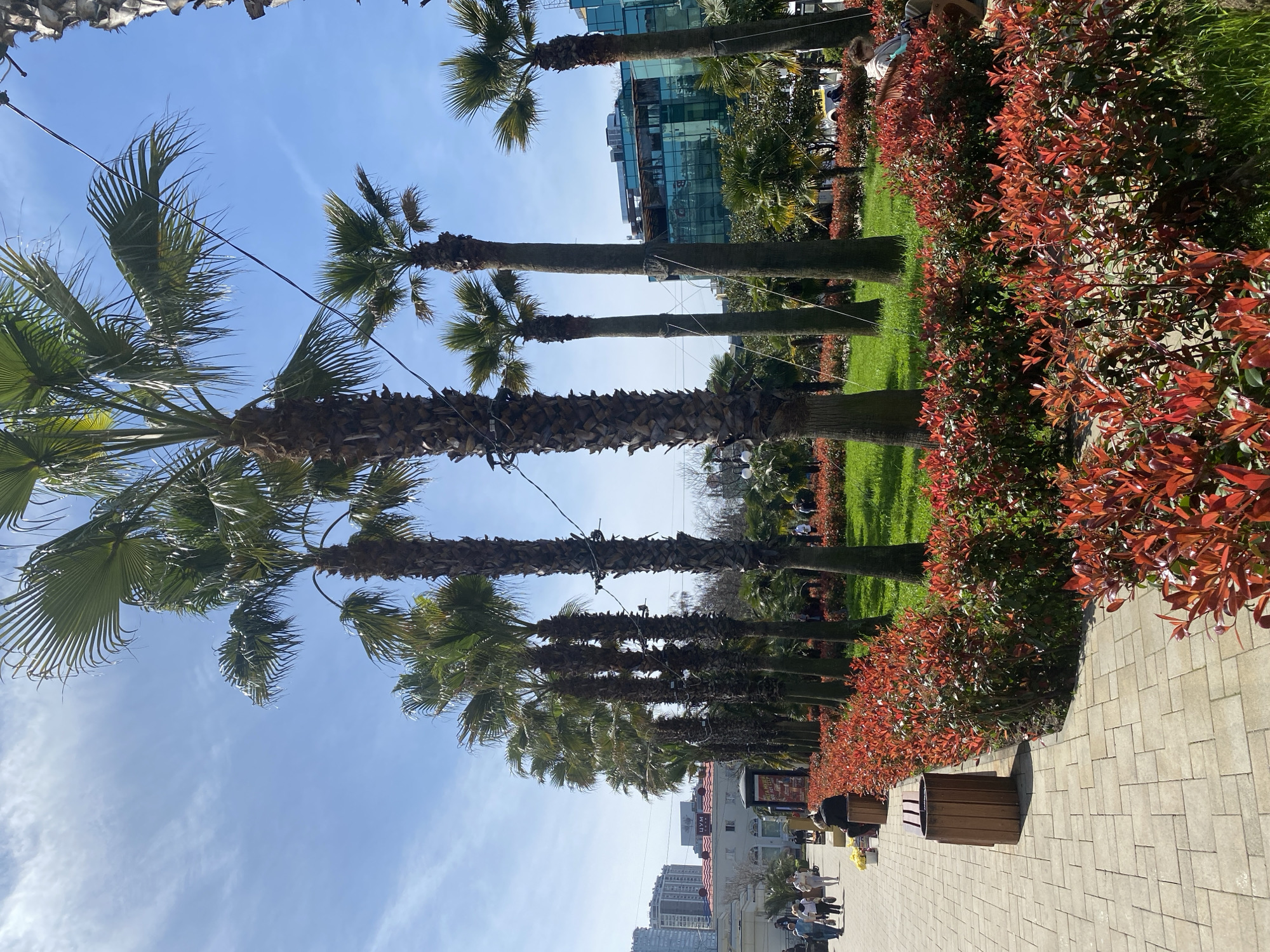 The image shows a street scene in Sochi, Russia. A row of palm trees lines the left side of the frame, with a line of red-leaved bushes on the right. A paved walkway runs along the right side, with wooden benches positioned along it. People are walking on the walkway in the distance. A modern glass building is visible in the background, along with other buildings and structures characteristic of a city environment. The sky is clear and blue, suggesting a sunny day.