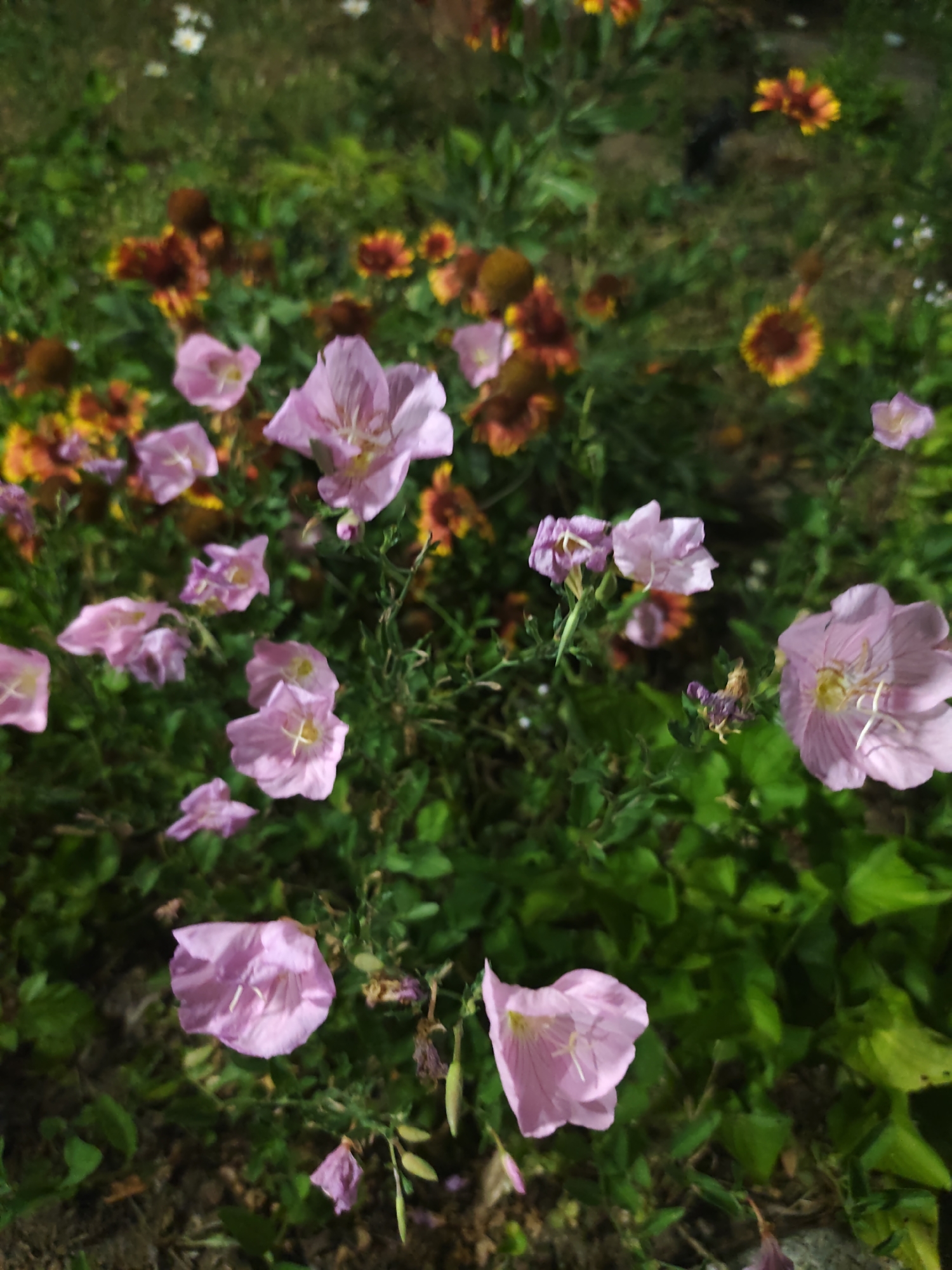 The image shows a close-up of a flower bed with several pink flowers in bloom, along with some yellow and orange flowers in the background. The pink flowers are delicate and have multiple petals. The greenery is lush and vibrant. The lighting suggests it might be dusk or a dimly lit area, as there are some shadows and the colors are muted in some areas. The exact location is unknown, but it appears to be an outdoor setting, possibly a garden or park. There are no people or animals visible in the image.