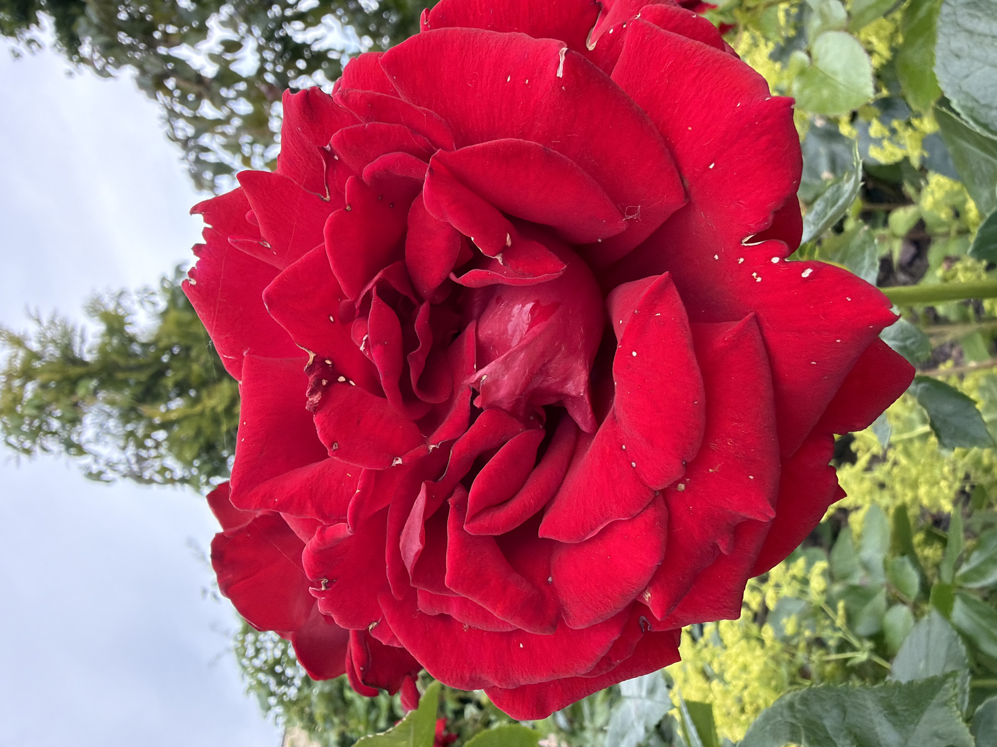A close-up, low-angle outdoor shot captures a large, vibrant red rose in full bloom. The rose dominates the frame, with its numerous petals unfurling in layers. The petals are velvety in texture and exhibit subtle variations in shade, with some appearing darker in the shadows. Scattered across the petals are small, white speckles, possibly dew drops or pollen.

Behind the rose, the background is softly blurred, suggesting a shallow depth of field. Green foliage forms a lush backdrop, with some lighter green, almost yellow, clusters of smaller flowers or buds visible beneath the rose. In the upper portion of the image, the hazy outlines of trees and a pale, overcast sky are discernible. The overall scene conveys a sense of natural beauty and the delicate details of the rose.

The image was taken in Madona, Latvia, likely in a garden or park setting, given the presence of cultivated flowers and trees. There are no people or specific actions depicted, and the focus is solely on the botanical subject.