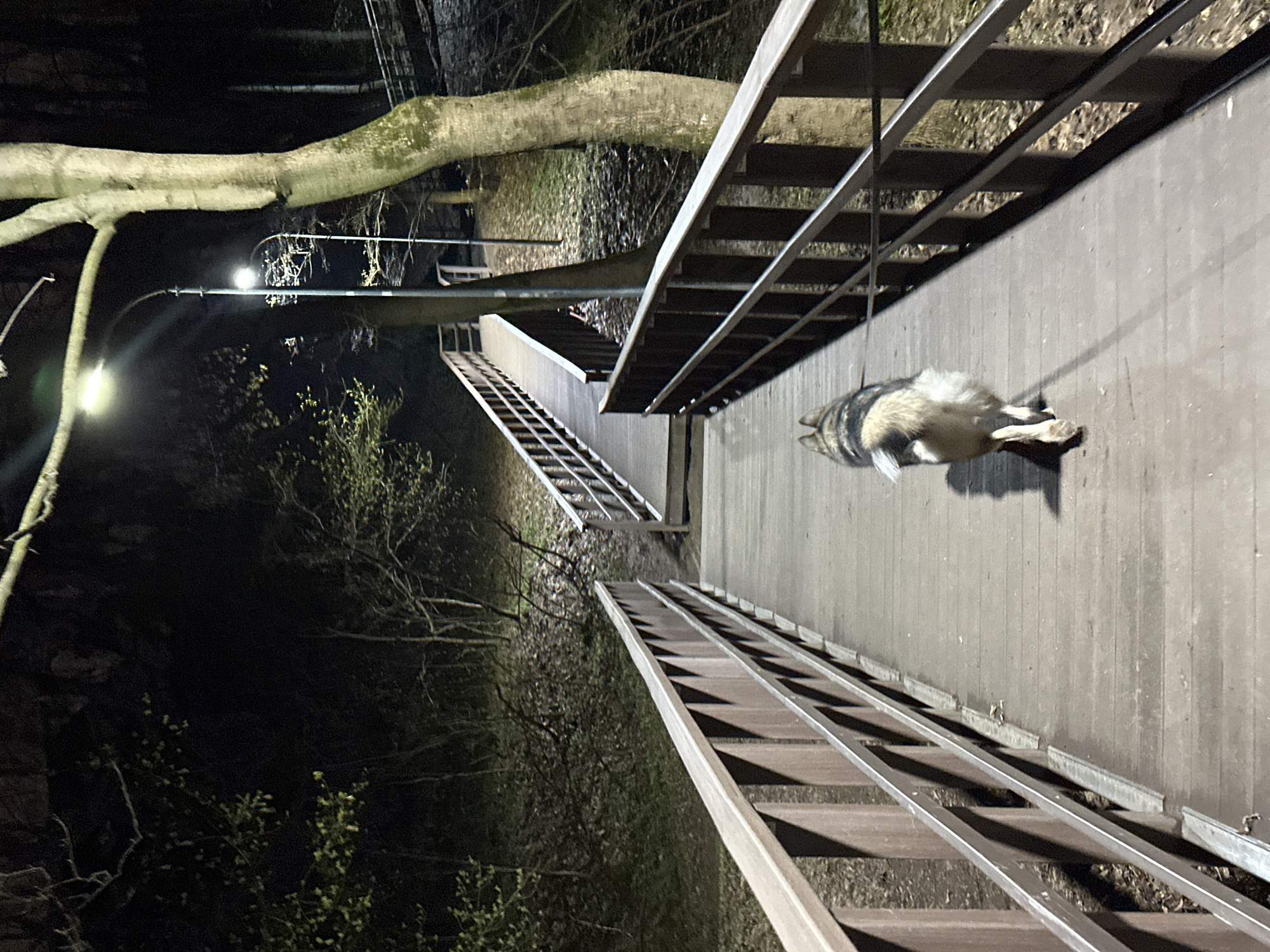 The image depicts a nocturnal scene on an elevated wooden walkway in what appears to be a park or wooded area in Moscow, Russia. The primary subject is a medium-sized dog, possibly a husky or similar breed with distinctive grey, white, and black fur, lying on its side on the pathway, seemingly resting or sleeping.
The walkway itself is made of wooden planks supported by a robust structure, with metal railings running along both edges. These railings are visible in multiple perspectives, suggesting a complex system of elevated paths and stairs. Artificial lighting from streetlights illuminates the pathway and parts of the surrounding environment, creating a distinct contrast with the dark background. One streetlight is prominently visible on the left, near a large, thick tree branch, which is covered in moss and spans across the upper portion of the frame.
In the background, other sections of wooden stairs or ramps can be seen descending into the darkness, surrounded by dense foliage and trees with bare branches, characteristic of a natural setting at night. The absence of other subjects or activities contributes to a peaceful and quiet atmosphere. The time of day is clearly night, indicated by the artificial lights and deep shadows. No specific weather conditions are discernible, and no text is visible in the image.