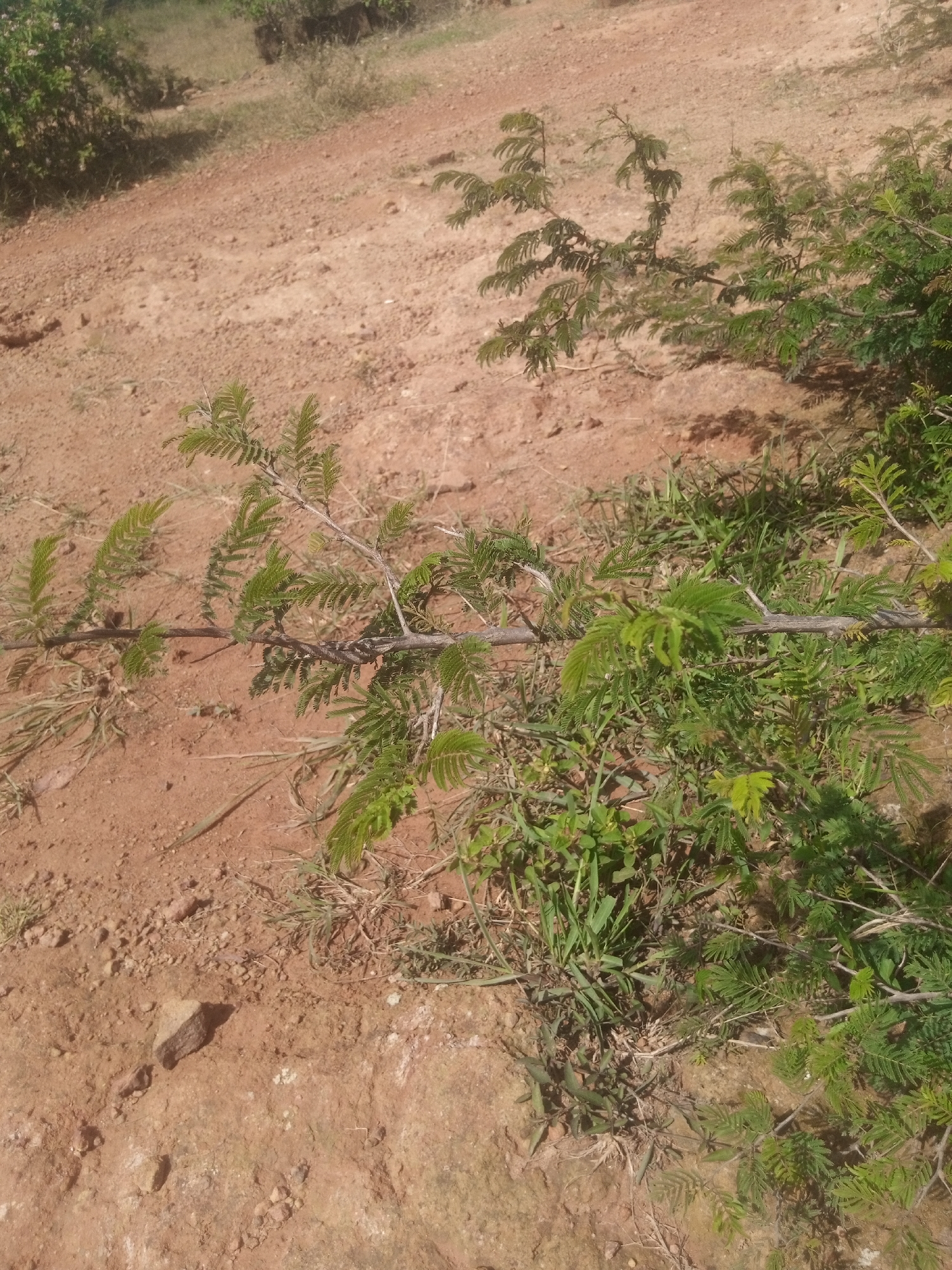 The image displays a natural outdoor scene with a focus on vegetation and arid terrain. In the foreground, a thorny branch with small, feathery green leaves lies horizontally across the frame, partially covered by blades of grass and other low-lying green plants. The ground is predominantly reddish-brown soil, characteristic of dry, sandy or clay-rich earth, with scattered pebbles and small rocks. In the background, more sparse vegetation and dry grasses are visible, leading up to a gentle slope. The lighting suggests it is daytime, with shadows indicating the sun is at an angle. The overall environment appears to be an undeveloped or rural area. Without further context or distinct landmarks, it is not possible to definitively place this scene within the city of Kwang, Nigeria, or any other specific location. The image depicts a natural, possibly semi-arid or dry climate landscape.