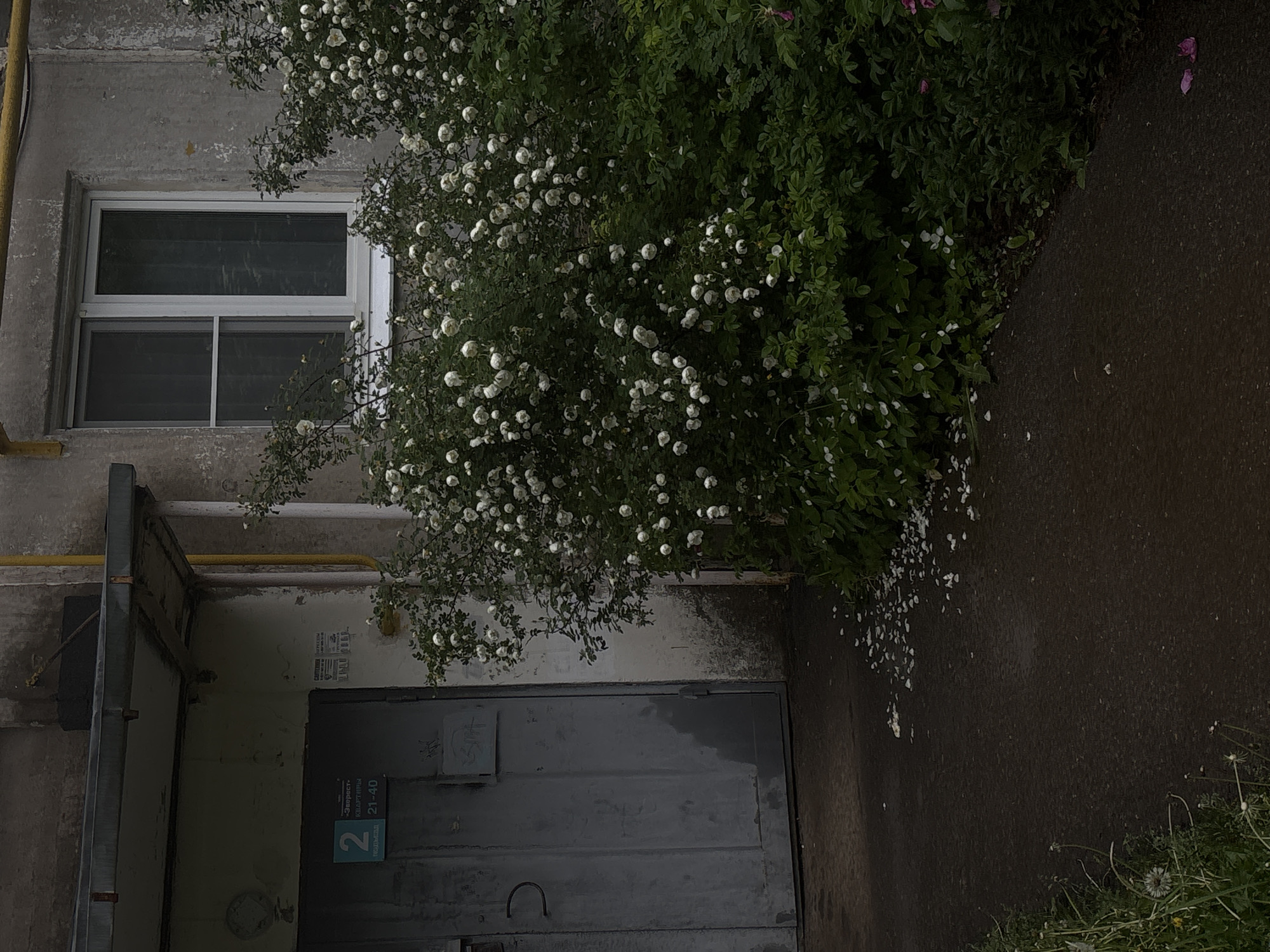 Exterior view of a building, likely an apartment complex, in Unknown, Unknown. The building is constructed of gray concrete with a white framed window on the upper left. A metal door is located on the bottom center of the image. A large bush with white flowers grows in front of the building. Petals from the flowers have fallen onto the ground. The environment appears damp, possibly after rain. Dandelions grow on the bottom right corner of the image. No people are visible.