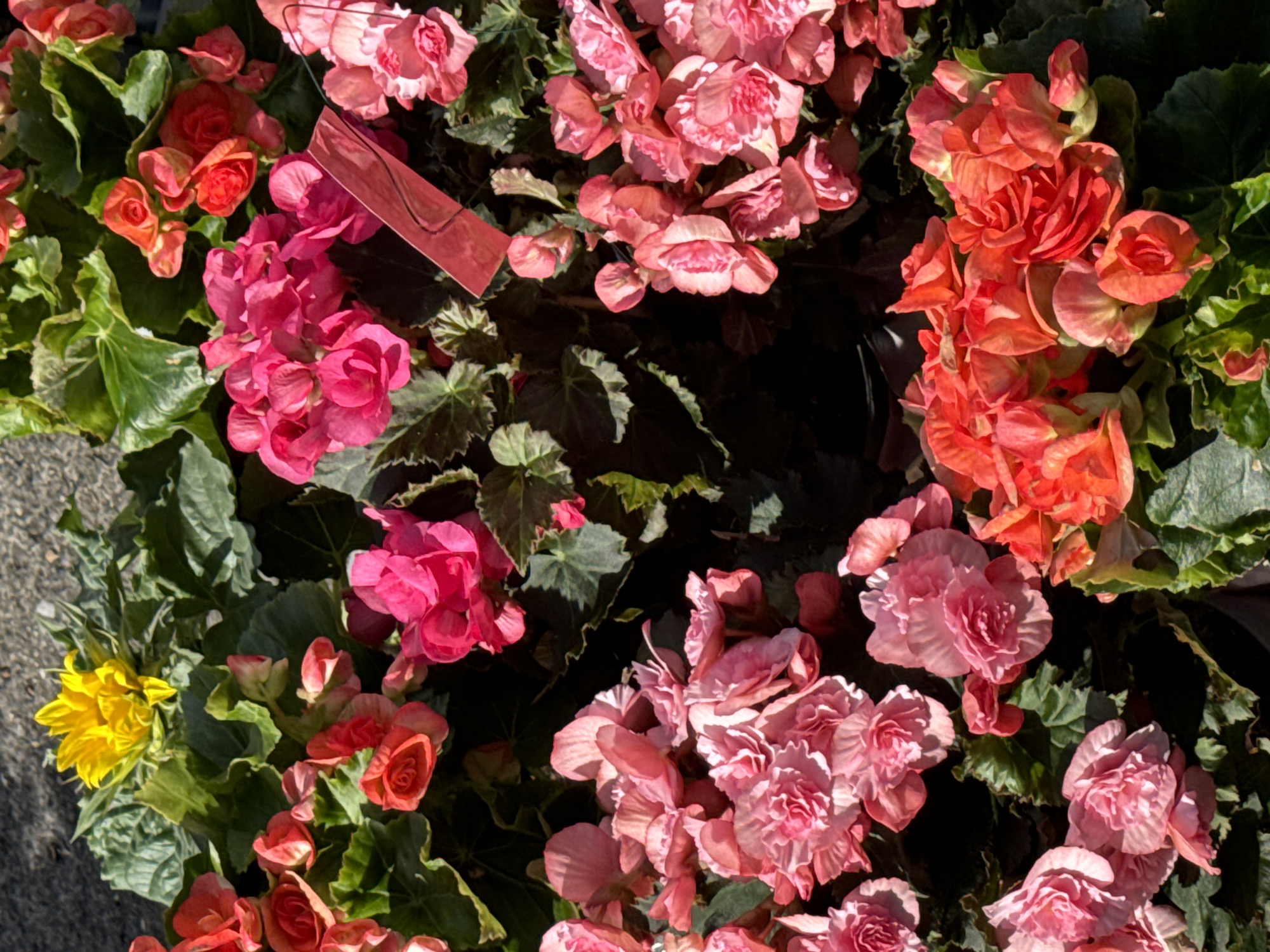 A close-up, overhead shot captures a vibrant assortment of potted begonia flowers in various shades of pink, red, and orange, interspersed with a single bright yellow sunflower. The flowers are densely packed, with lush green foliage visible beneath them. A red plant tag with indecipherable markings is partially visible in the upper right quadrant of the image. The background consists of textured, greyish ground, suggesting an outdoor setting. The image composition is characterized by soft lighting and a shallow depth of field, drawing attention to the intricate details of the blossoms. The scene is devoid of any human presence or activity. There is no information in the image to suggest the location is Waterford, Ireland.