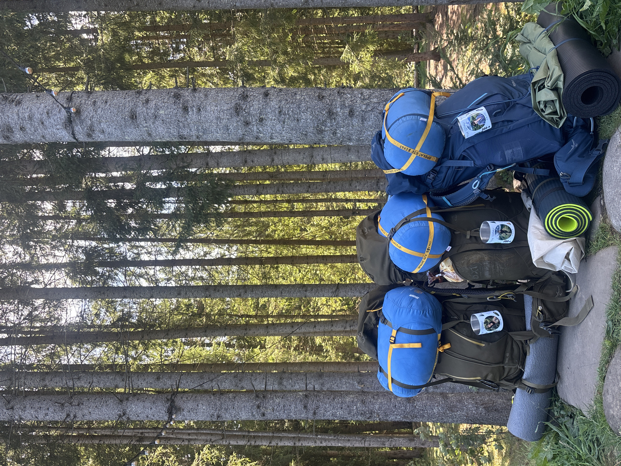 In a sun-dappled coniferous forest, likely in Vorokhta, Ukraine, three large hiking backpacks stand arranged on a stone pathway. Each backpack is equipped with a blue dry bag strapped to its top, secured by yellow webbing. The backpacks themselves are in shades of olive green and navy blue. Attached to the left and right backpacks are cylindrical metal mugs adorned with images. On the ground, various camping essentials are laid out: a grey sleeping mat is strapped to the left backpack, and to the right, a green sleeping bag and two rolled-up yellow and black sleeping mats are visible. The background is dominated by tall, slender pine trees with a dense canopy of needles, and string lights are visible intertwined around some of the trees, suggesting a campsite. The scene appears to be set up for a camping expedition.