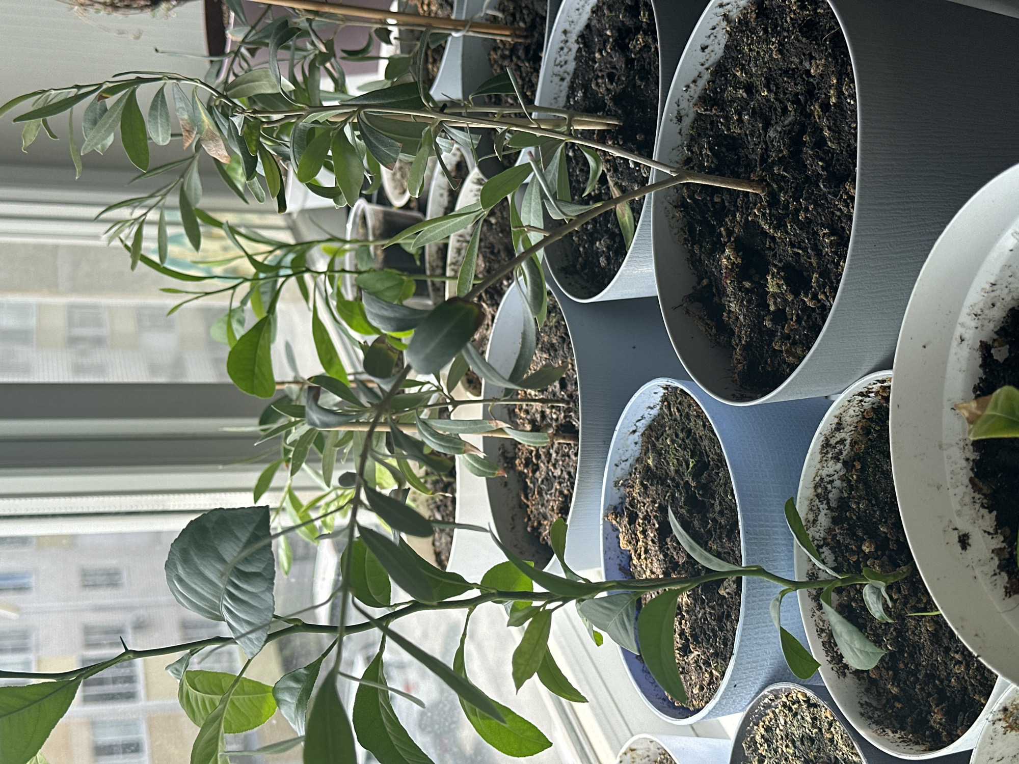 The image displays a close-up view of several potted plants arranged near a window. The plants vary in size and type, with some exhibiting lush green leaves and others showing thinner, more sparse foliage. The pots are of different colors and textures, including white, blue, and gray, with some appearing to be made of plastic or ceramic. The soil in the pots appears dark and rich. In the background, through the window, a blurred view of buildings and daylight can be seen, suggesting an urban setting. The overall impression is one of indoor horticulture, with a focus on the plants themselves. The location of Nevinnomyssk, Russia is not discernable from the visual information provided in the image.