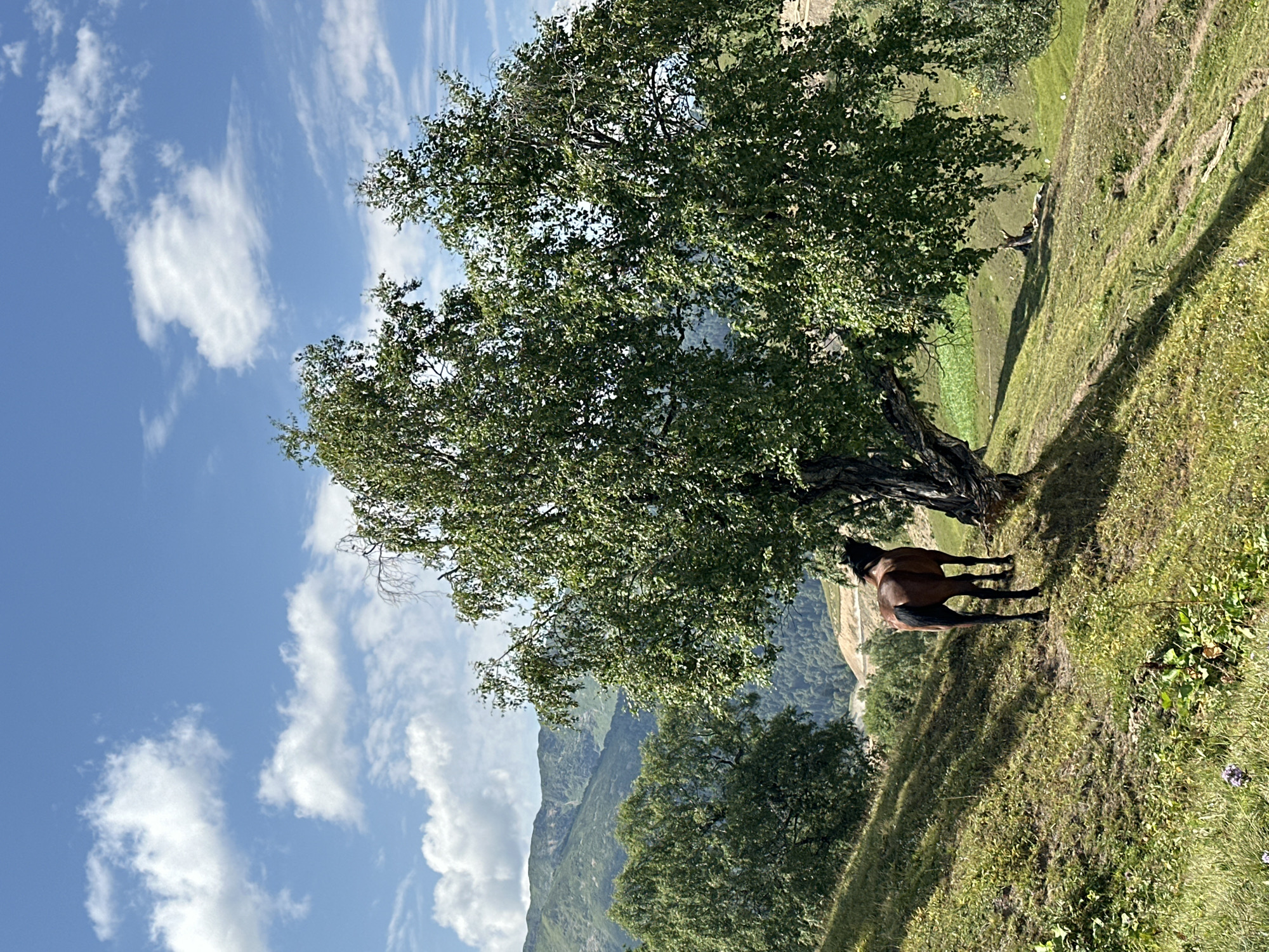 The image captures a scenic view in Lunnaya Polyana, Russia, under a bright blue sky dotted with fluffy white clouds. In the foreground, a brown horse stands on a grassy, sloped hill, facing away from the camera and towards a large, leafy tree. The tree has a thick trunk and branches adorned with abundant green foliage, casting a shadow on the ground. To the left, another green tree is visible, and further in the background, rolling green mountains form the landscape. The overall scene suggests a tranquil natural setting.