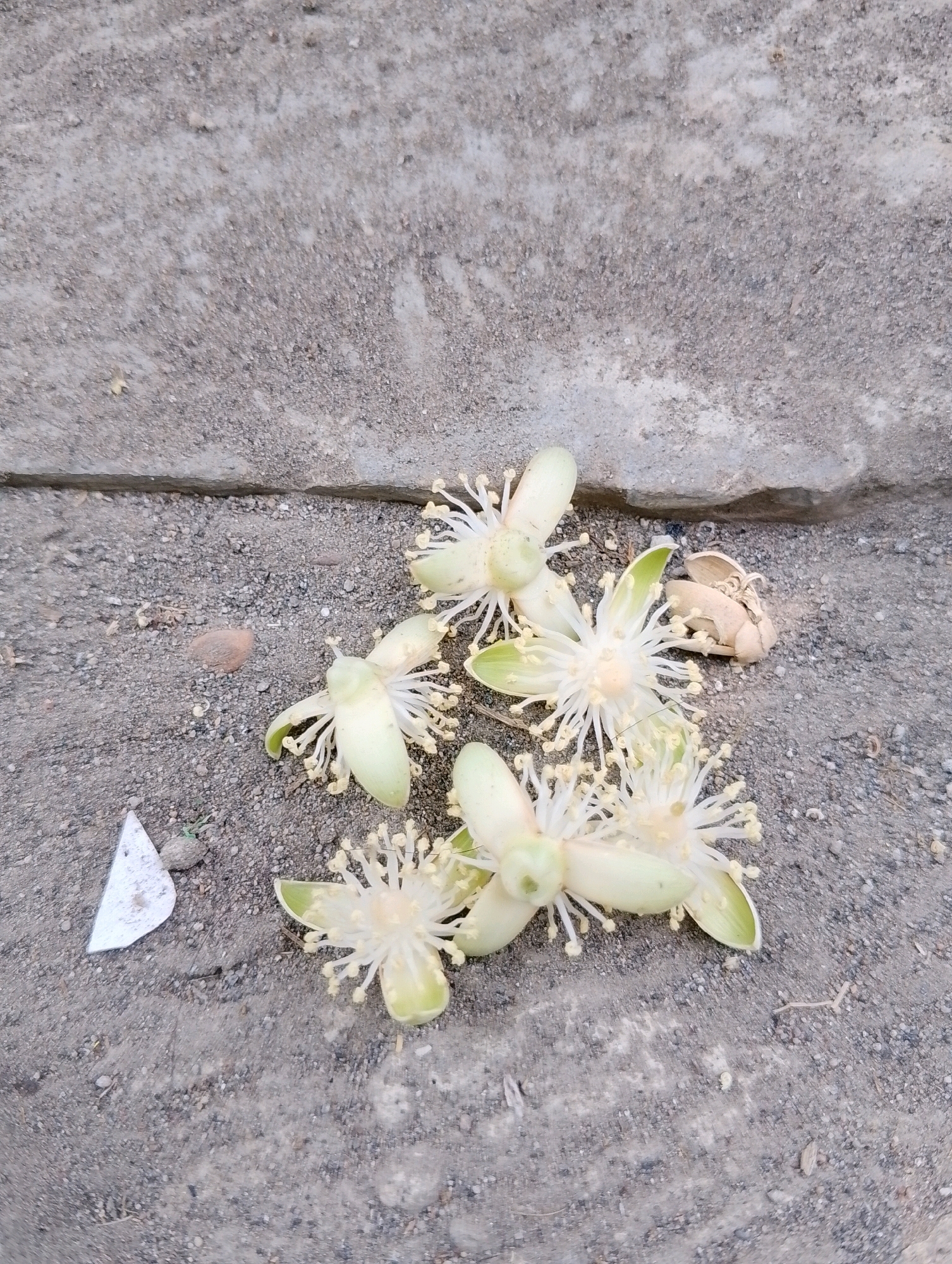 A close-up, high-angle shot shows a cluster of light green and white flowers with prominent yellow stamens scattered on a textured grey concrete surface. The concrete appears to be outdoors, possibly a sidewalk or pathway, with fine gravel and small debris visible. One flower is slightly more intact than the others, showcasing its delicate petals and numerous thin stamens radiating outwards. Adjacent to the flowers, a small, light brown, dried pod or seed husk lies on the concrete. In the lower left corner, a small, white, triangular piece of debris, possibly paper, is visible. The overall impression is one of natural elements interacting with an urban or man-made environment. The scene is located in Papungan, Indonesia.