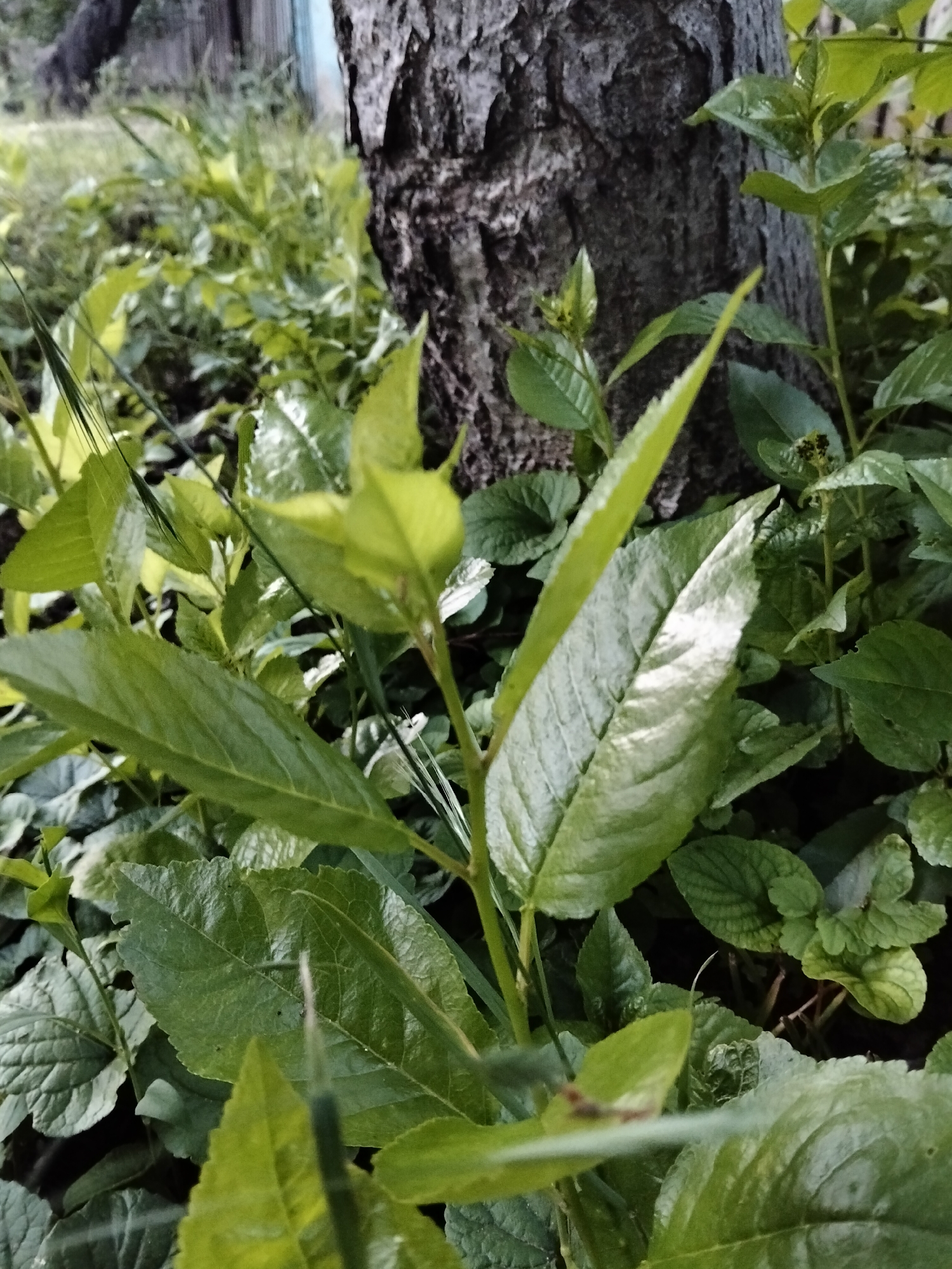 This image depicts a close-up, low-angle view of dense green foliage and the lower trunk of a tree, located in the city of Biliaivka, Ukraine. The foreground is dominated by several vibrant green leaves, some appearing to be new growth with soft, lighter hues, while others are more mature with defined veins and slightly textured surfaces. One prominent leaf on a central stem exhibits a distinct silvery-green sheen due to direct light reflection. A dark, deeply furrowed tree trunk occupies the right side of the frame, providing a textured vertical element. Surrounding the base of the tree and extending into the midground is a variety of smaller green plants, creating a dense ground cover. The background is softly blurred, revealing additional green vegetation and hints of distant, out-of-focus elements, including a very faint light blue area in the upper left, possibly a distant structure or sky. No individuals, animals, or specific actions are visible in the scene. The environment appears to be an outdoor natural setting.
