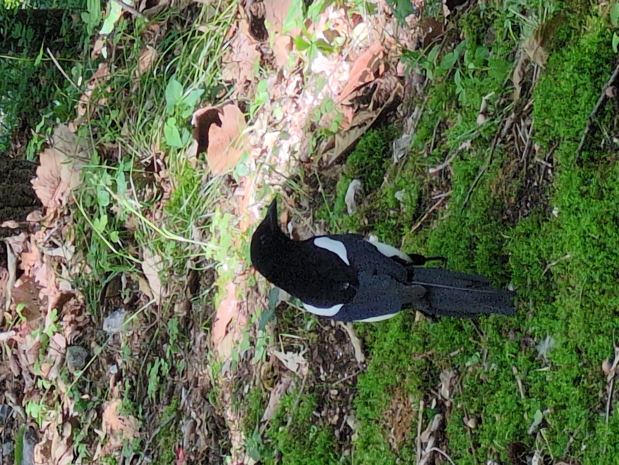 A black and white magpie stands on a patch of green moss in a forested area. The ground is covered with fallen leaves, small plants, and other ground debris. The location is likely in a park or wooded area within Gongju-si, South Korea.