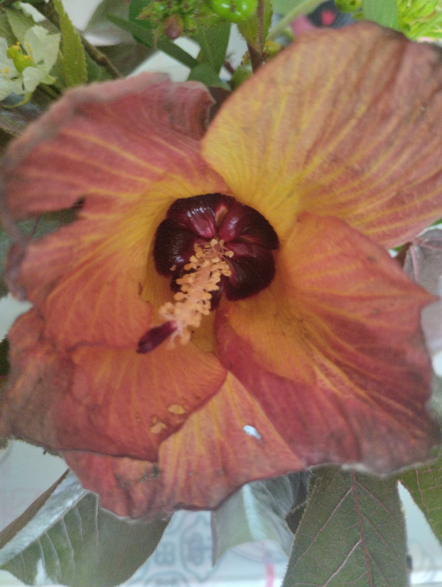 A close-up, slightly blurry shot showcases the vibrant center of a large, open flower. The petals display a gradient of colors, transitioning from a warm yellow-orange at the center to a richer reddish-brown towards the edges. Prominent dark red stamens, topped with yellow pollen, are clustered in the heart of the flower. Some of the petals appear slightly wilted or discolored. The background is softly blurred, with hints of green foliage and lighter-colored elements, possibly other flowers or leaves. The image's focus is exclusively on the flower, with no indication of its surroundings beyond the immediate plant. There are no people or discernable environmental elements from Keudejungkagajah, Indonesia present in the image.