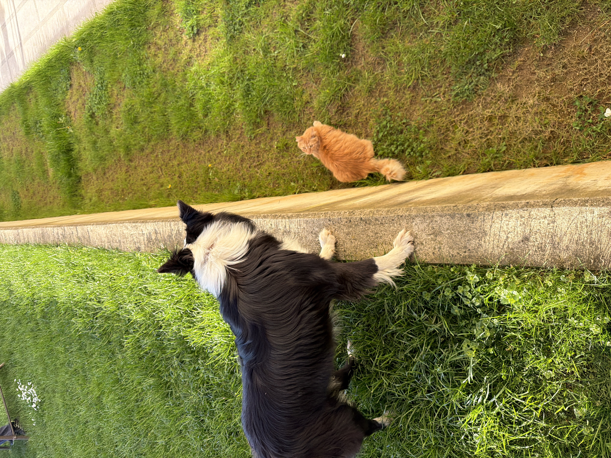 The image shows a black and white Border Collie dog lying on green grass next to a concrete wall. Further away from the dog, on the opposite side of the wall, there is an orange cat sitting on the grass. The scene appears to be outdoors in a grassy area. There is no verifiable information to confirm that the location is in Berkovitsa, Bulgaria.