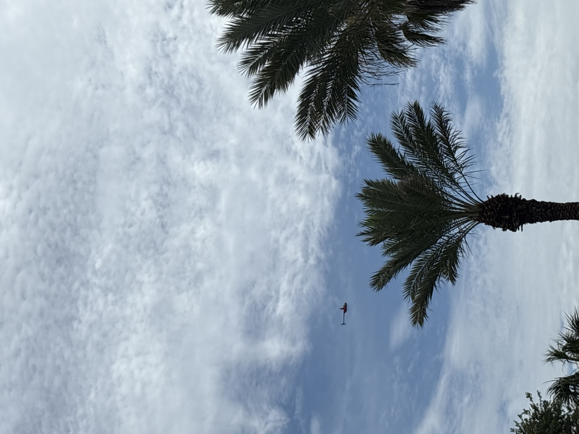 A red helicopter flies across a blue sky dotted with white clouds. In the foreground, palm trees frame the sky, obscuring parts of the scene from view. The helicopter is visible in the upper left quadrant of the image, appearing small against the vastness of the sky. This image was captured in Panama City Beach, United States of America.