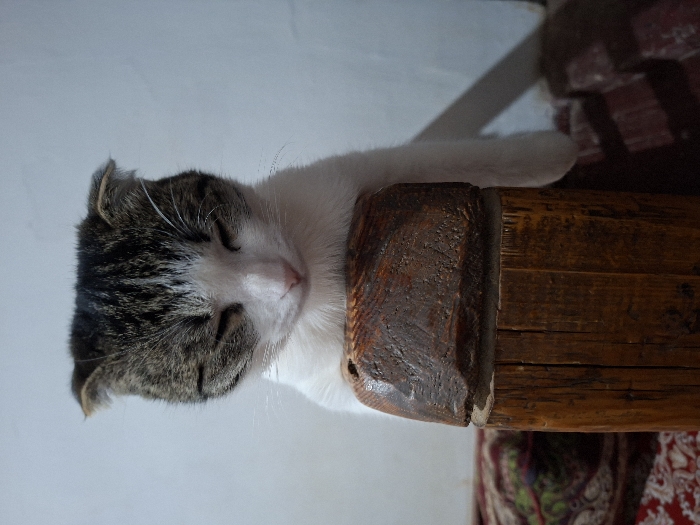 The image displays a domestic cat sleeping peacefully on a rustic wooden beam. The cat is oriented vertically in the frame, with its head on the left side and its body extending to the right.
The cat has a tabby and white coat. Its head is predominantly covered in dark grey and brown tabby markings with distinct stripes and spots, while its face features a prominent white blaze that covers its nose, chin, and parts of its cheeks. Its eyes are gently closed in deep sleep, and a small, light pink nose is visible. The cat's ears appear short and are either slightly folded or pressed against its head. Its body, partially visible, is mostly white, with a white paw gently resting on the top surface of the wooden beam.
The cat is resting its head directly on a large, dark brown wooden beam or block. This piece of wood has a rough, textured surface with visible grain and knots, suggesting a natural or rustic finish. It appears to be a substantial piece of wood, possibly part of furniture or an architectural element.
In the background, behind the cat's head and body, a plain, light-colored wall or surface (likely white or very light grey) is visible. Below the wooden beam, a segment of a patterned textile, possibly a rug or blanket, can be seen. This textile features a mix of red, green, and white patterns, adding a touch of color and texture to the scene.
The lighting in the image is soft and diffused, indicating an indoor setting, likely during the daytime. There are no harsh shadows. The overall impression is one of calm and contentment, capturing the cat in a moment of serene rest. No text is visible in the image.