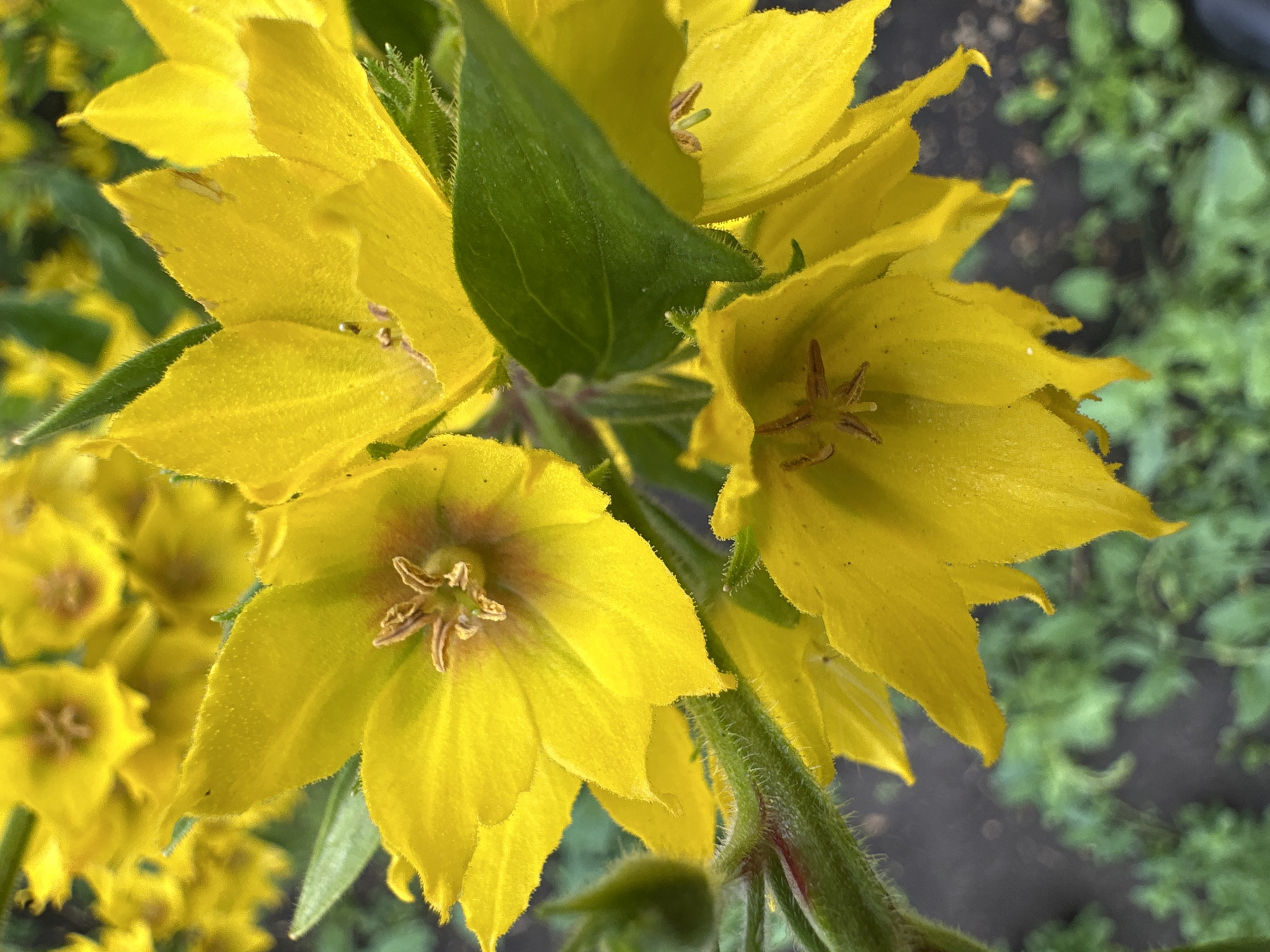 In Yaroslavka, Russia, a close-up, eye-level shot captures a cluster of bright yellow flowers. The flowers have multiple pointed petals and visible stamens. A green, fuzzy stem is visible on the left, with a hint of red. The background is blurred, showing patches of dark soil and green foliage.