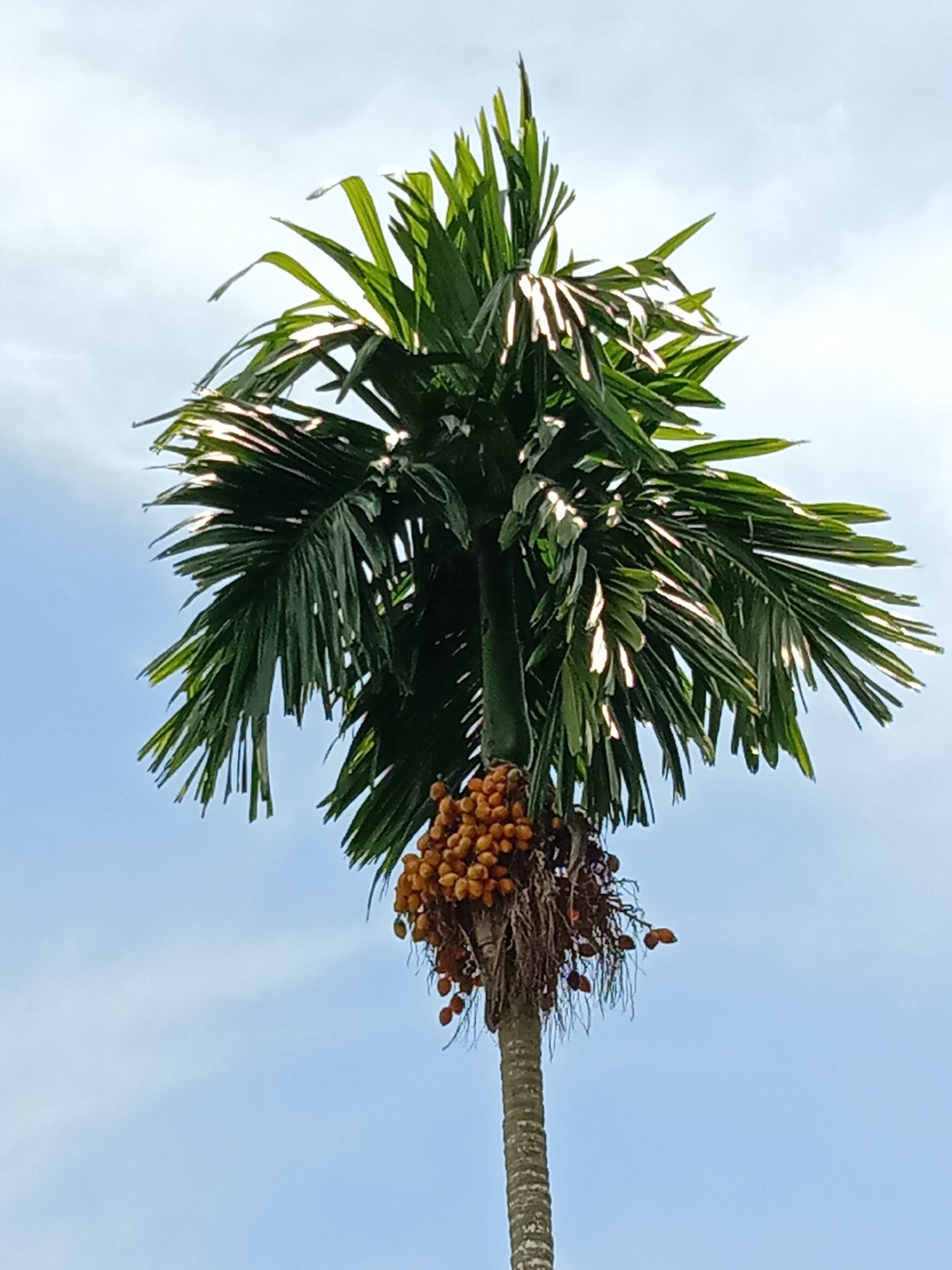 A low-angle shot depicts an areca palm tree against a partly cloudy sky. The tree's trunk is textured and segmented, supporting a cluster of orange-colored areca nuts. The canopy of green leaves, fanned outwards, is illuminated by the sun. The location is identified as Blangkarieng, Indonesia. No people or other objects are visible.