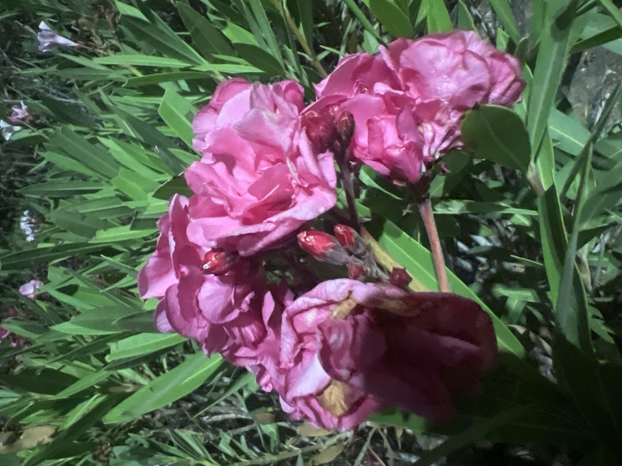 A close-up, low-light, horizontal shot captures a cluster of vibrant pink oleander flowers, some in full bloom and others as buds, set against a backdrop of dark green, elongated oleander leaves. The flowers are textured with delicate petals, and the buds are a deeper reddish-pink. The lighting appears artificial, possibly from a streetlamp or flash, casting a slight glow on the foliage and flowers. The image was taken in the city of Hof HaCarmel Regional Council, Israel.