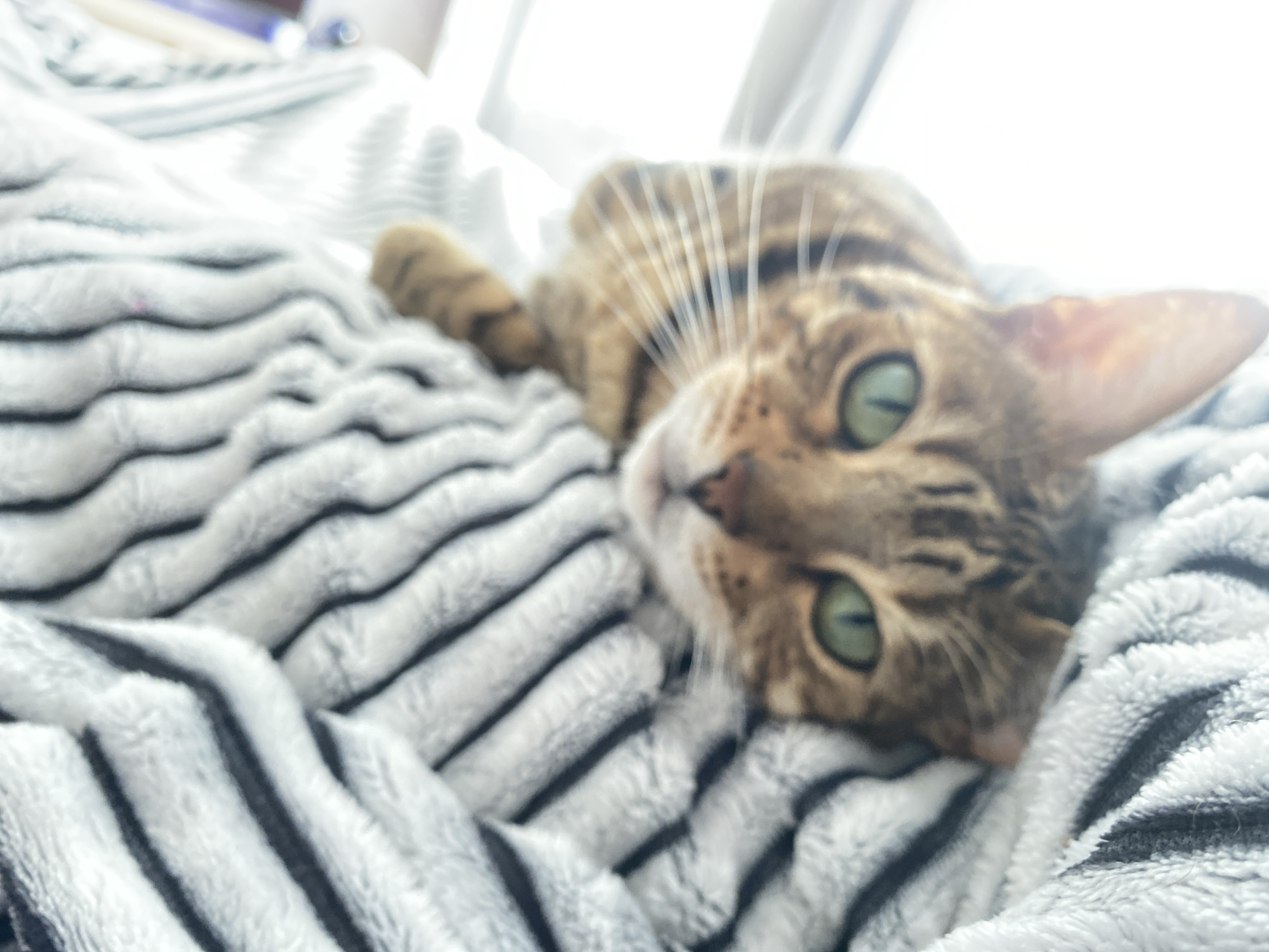 This is a close-up, slightly blurry photograph of a Bengal cat lying on a striped blanket. The cat is predominantly brown with black spots and stripes, typical of the breed. Its green eyes are wide and looking directly at the camera. The cat's head is resting on the blanket, and its body is partially obscured by the folds of the fabric. The blanket is soft and appears to be made of faux fur, with alternating wide black and white stripes. The overall impression is one of comfort and relaxation.
The lighting suggests it is daytime, possibly indoors with natural light coming from a window, indicated by the bright, blown-out area in the upper right of the frame. The setting appears to be a domestic environment, likely a home. There are no people visible in the frame. The focus is entirely on the cat and its immediate surroundings. The image conveys a sense of intimacy and a close bond between the photographer and the animal. No text is visible in the image.