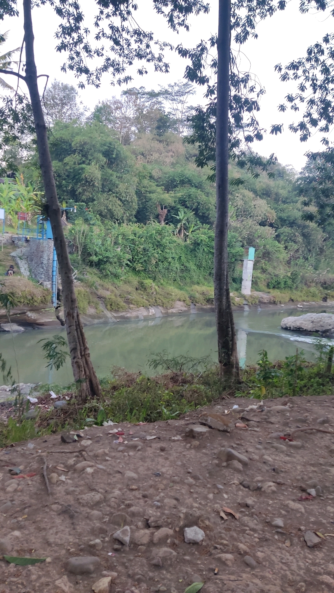 The image depicts a natural riverbank scene in Kranggan, Indonesia. In the foreground, a rocky and sandy embankment is visible, with scattered leaves and debris. Two prominent trees with rough bark stand in the center foreground, framing the view. Beyond the embankment lies a calm, greenish river. On the left bank, a concrete structure with blue railings and vertical pipes is present, with a small figure sitting near it. The river's edge is lined with vegetation and rocks. The background is filled with lush green trees and dense foliage, indicating a natural, somewhat overgrown environment. The sky is overcast and light.