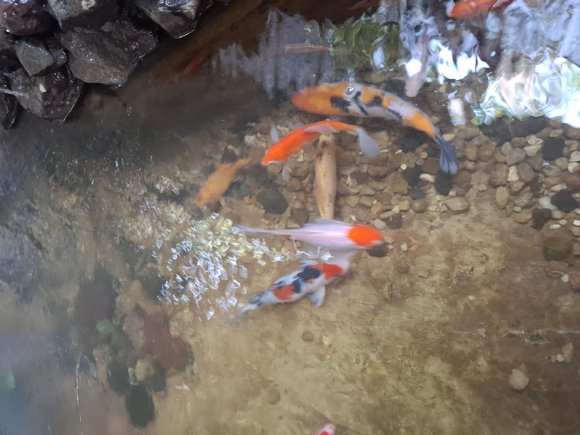 A group of koi fish swim in a shallow pond with a rocky bottom. The pond is located in an outdoor setting. The water is murky and there are several stones of varying sizes around the edge of the pond. The fish are of various colors, including orange, white, and black. Some of the fish are more vibrantly colored than others. The lighting is bright and natural, suggesting it is daytime.