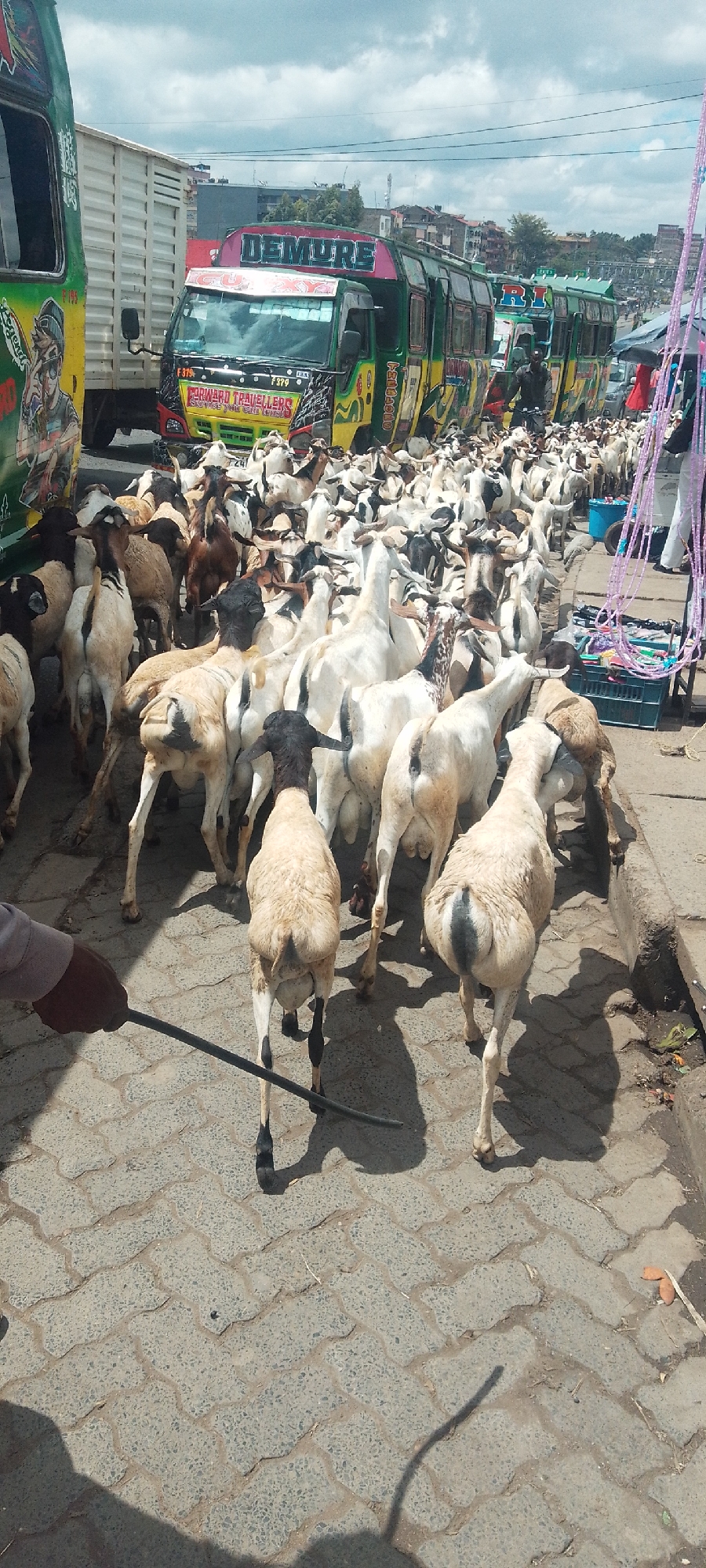 The image depicts a large herd of goats being moved down a paved street in Nairobi, Kenya. Several colorful matatus (Kenyan minibuses) are parked along the side of the road, their vibrant decorations typical of the local transport culture. An individual, partially visible in the foreground, appears to be guiding the goats with a stick. The scene takes place during daylight hours.