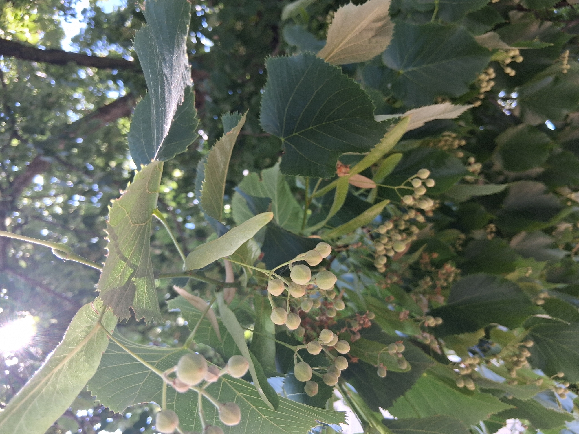 The image is a close-up, low-angle shot of linden tree branches bearing developing fruits. The sun shines brightly through the leaves and branches, creating a lens flare effect in the upper left portion of the frame. The linden tree appears to be healthy, with lush green leaves and clusters of small, round, pale green fruits. Some of the fruits are attached to long, slender bracts, which are characteristic of linden trees. The background is filled with more green foliage and blurred trees, suggesting an outdoor environment. The overall impression is one of natural growth and the early stages of fruit development. The image was taken in Colorno, Italy.