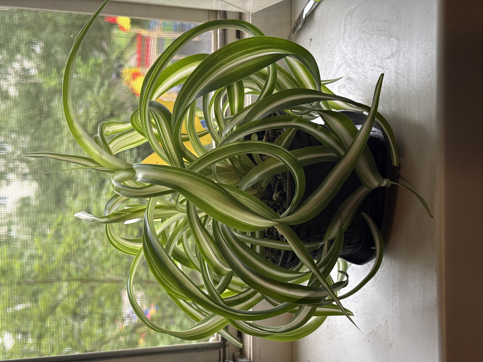 A spider plant with variegated green and white leaves sits in a black pot on a white windowsill. The plant's leaves are long and arching, with some twisting and curling. In the background, a window screen is visible, with blurred greenery and colorful shapes suggesting trees and perhaps a playground outside. The scene is well-lit, with natural light illuminating the plant and the windowsill. There are no people or animals present in the image.