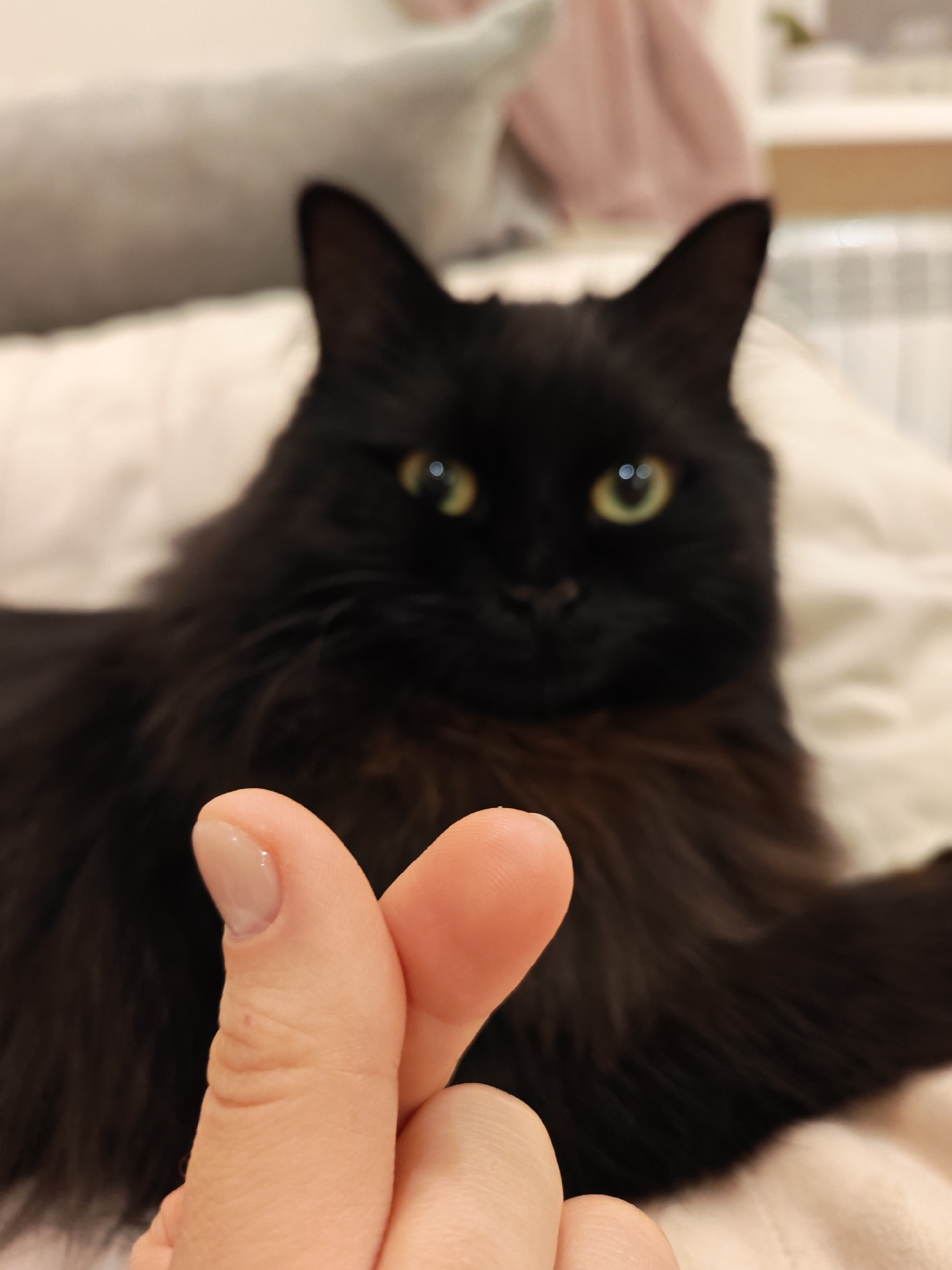 A black cat with yellow eyes is looking at the camera. A hand is making a heart shape with its fingers in front of the cat. The background is blurred and appears to be a bed or couch with pillows. The scene is indoors. There is no information in the image to determine the location in the city of Bataysk, Russia.
