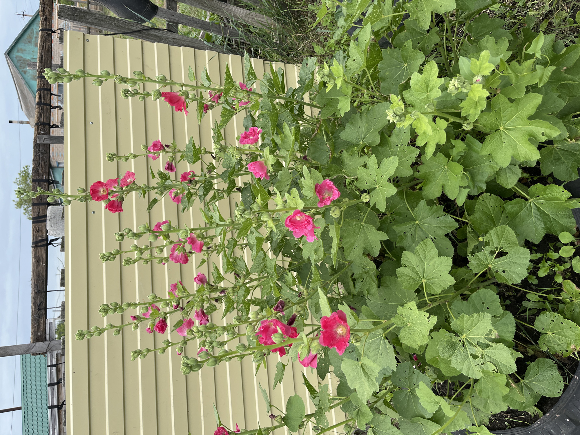 A cluster of pink hollyhock flowers with large, green, lobed leaves grows in front of a pale yellow corrugated metal fence. Some of the leaves show signs of insect damage, with small holes. Behind the fence, a wooden beam supported by concrete posts is visible, along with a green-roofed building in the distance. The ground is covered in grass and some weeds. The scene appears to be in an outdoor setting, likely a garden or yard.