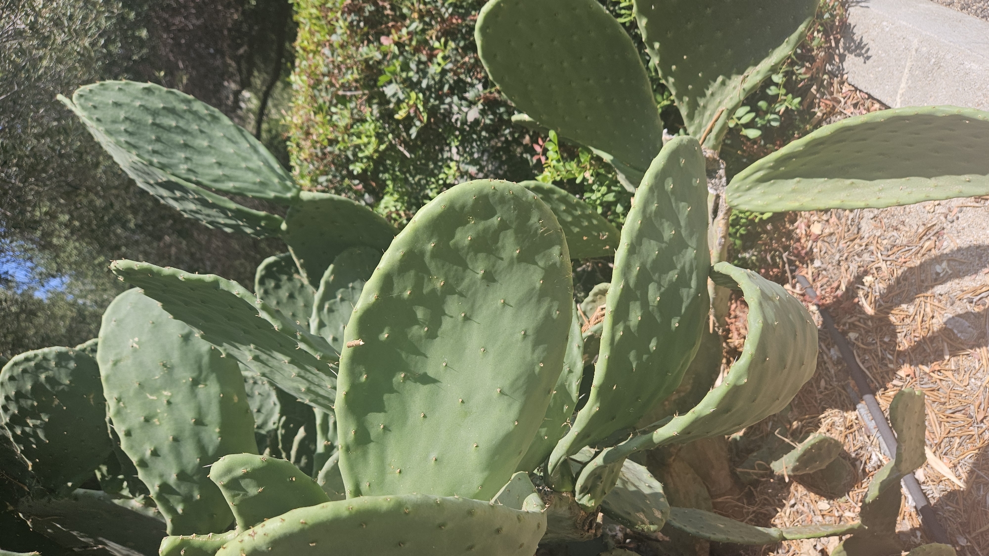 A close-up, eye-level shot captures a prickly pear cactus plant in L'Île-Rousse, France. The cactus features broad, flat, green pads covered in small, yellow spines. The pads are arranged in layers, with some overlapping and others extending outwards. The background is blurred, showing hints of green foliage and trees under a bright sky. The ground beneath the cactus is covered with dry, brown debris and a grey stone border is visible in the lower right corner. There are no people or animals in the image.