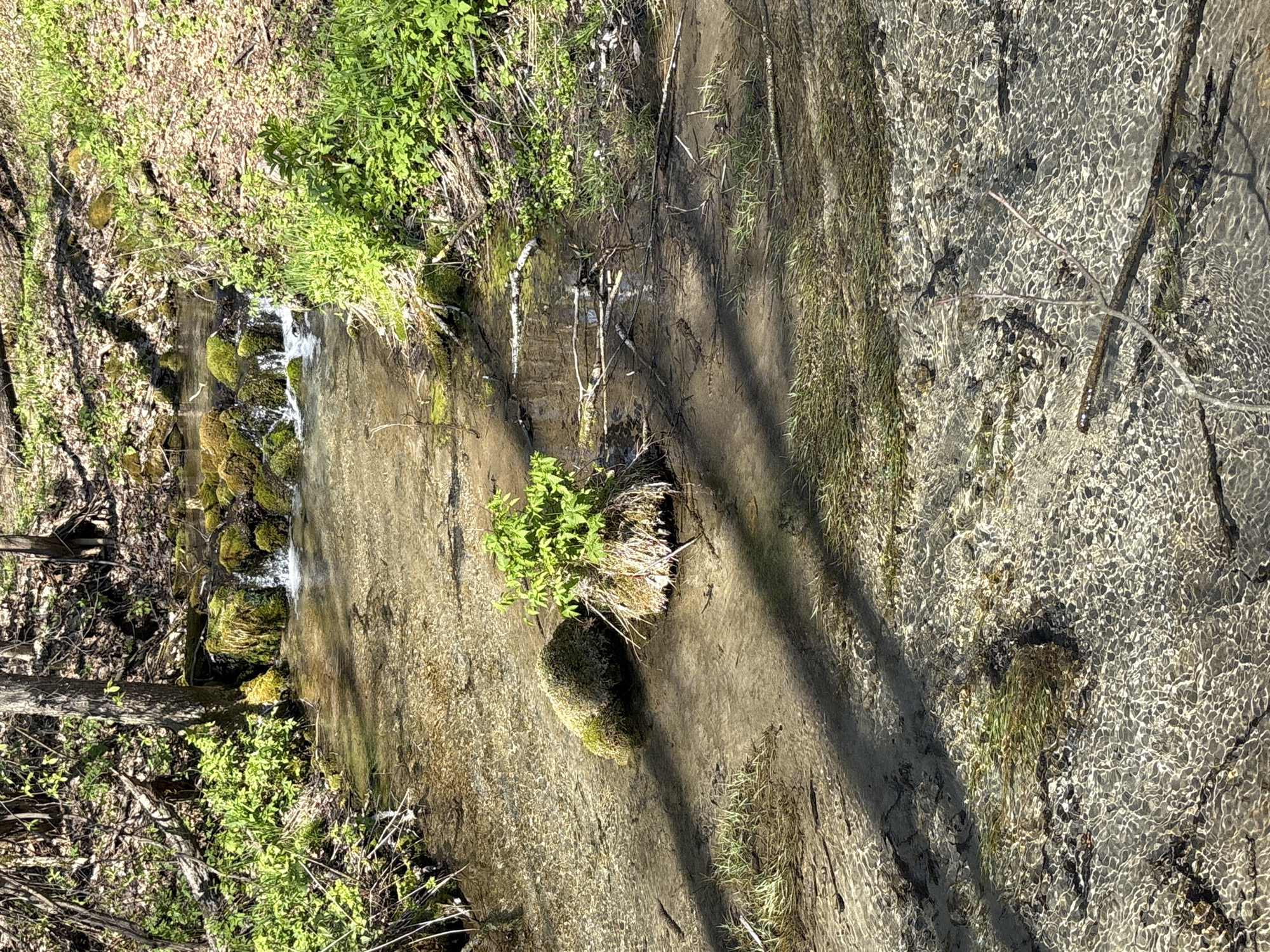 The image shows a small, shallow stream flowing through a wooded area, likely in a natural setting. The water is clear enough to see the stream bed, which is a mix of sand, small rocks, and patches of grass. There are small waterfalls from the stream flowing over rocks covered in moss. The banks of the stream are vegetated with a variety of plants, including grass, leafy plants, and some moss. The lighting suggests it's a sunny day, with shadows cast by trees onto the stream and its banks. I cannot confirm the location of this scene in Sdt Shcherbakovka, Russia.