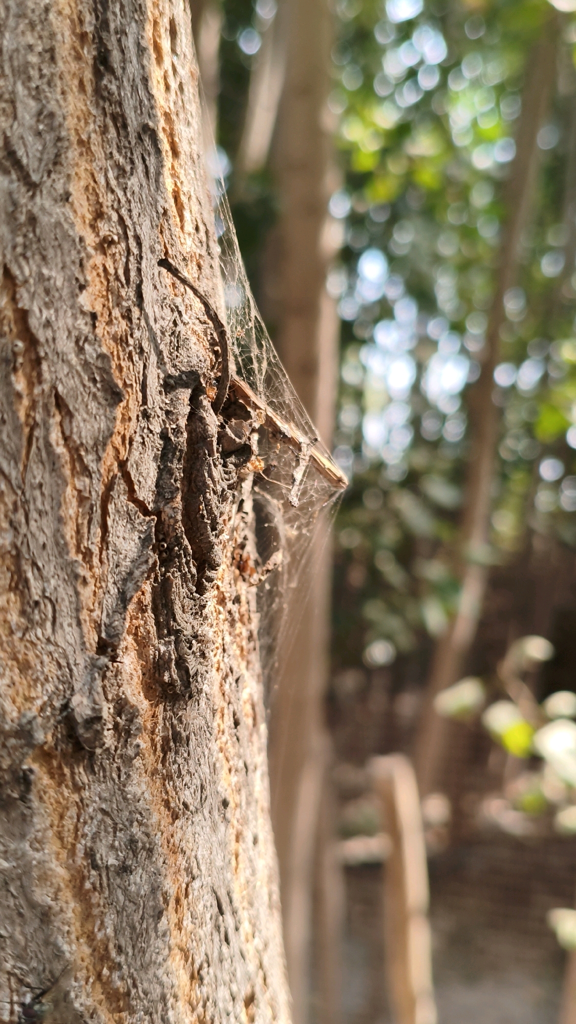 A close-up, vertical shot focuses on the textured bark of a tree, with a delicate spiderweb draped across a section of it. The bark displays a rough, uneven surface with a mix of brown and gray tones. Small specks of orange-brown are visible, possibly lichen or dried sap. The spiderweb, thin and translucent, catches the light and is attached to a small twig or piece of debris on the bark. The background is softly blurred, showing out-of-focus green foliage and hints of tree trunks, suggesting an outdoor, natural setting. The lighting appears to be natural sunlight, casting subtle shadows and highlights on the bark. There are no people or animals clearly visible in the image, other than the implied presence of the spider. The overall scene is peaceful and detailed, highlighting the intricate textures of nature.