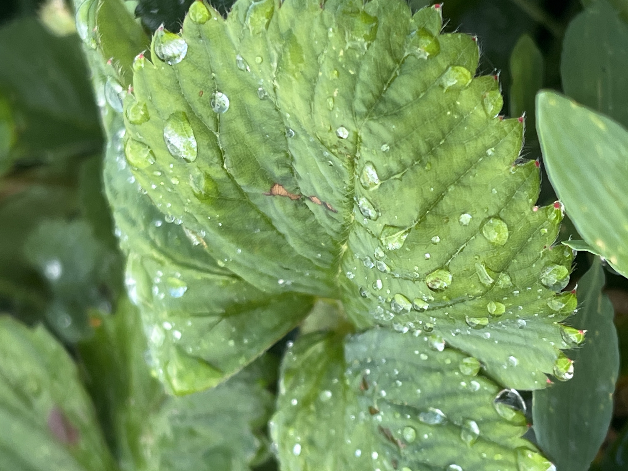 The image shows a close-up view of green strawberry leaves covered in water droplets, suggesting it may have recently rained or dew has formed. The leaves are vibrant green with visible veins. Some of the water droplets are large and round, reflecting the light, while others are smaller and scattered across the surface. The edges of the leaves appear slightly serrated, and some have tiny red tips. In the background, other green foliage is visible, out of focus. The scene is natural and outdoors, likely in a garden or natural habitat. The specific location in Krasnyye Barrikady, Russia, is not evident from the image itself, as there are no distinguishing landmarks or contextual clues.