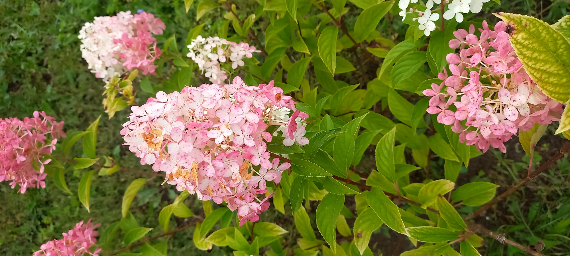 The image captures a close-up view of a cluster of pink hydrangeas in bloom, with a background of green foliage and grass. The hydrangeas are a mix of light pink and white, with some dried or fading petals showing hints of brown. The leaves are a vibrant green, with some showing yellowing or browning at the edges, suggesting the end of the flowering season. The scene is set outdoors, likely in a garden or park environment, with the natural light indicating it is daytime. No people or animals are visible in the image, and no specific urban features are apparent. The setting appears to be a naturalistic outdoor space.