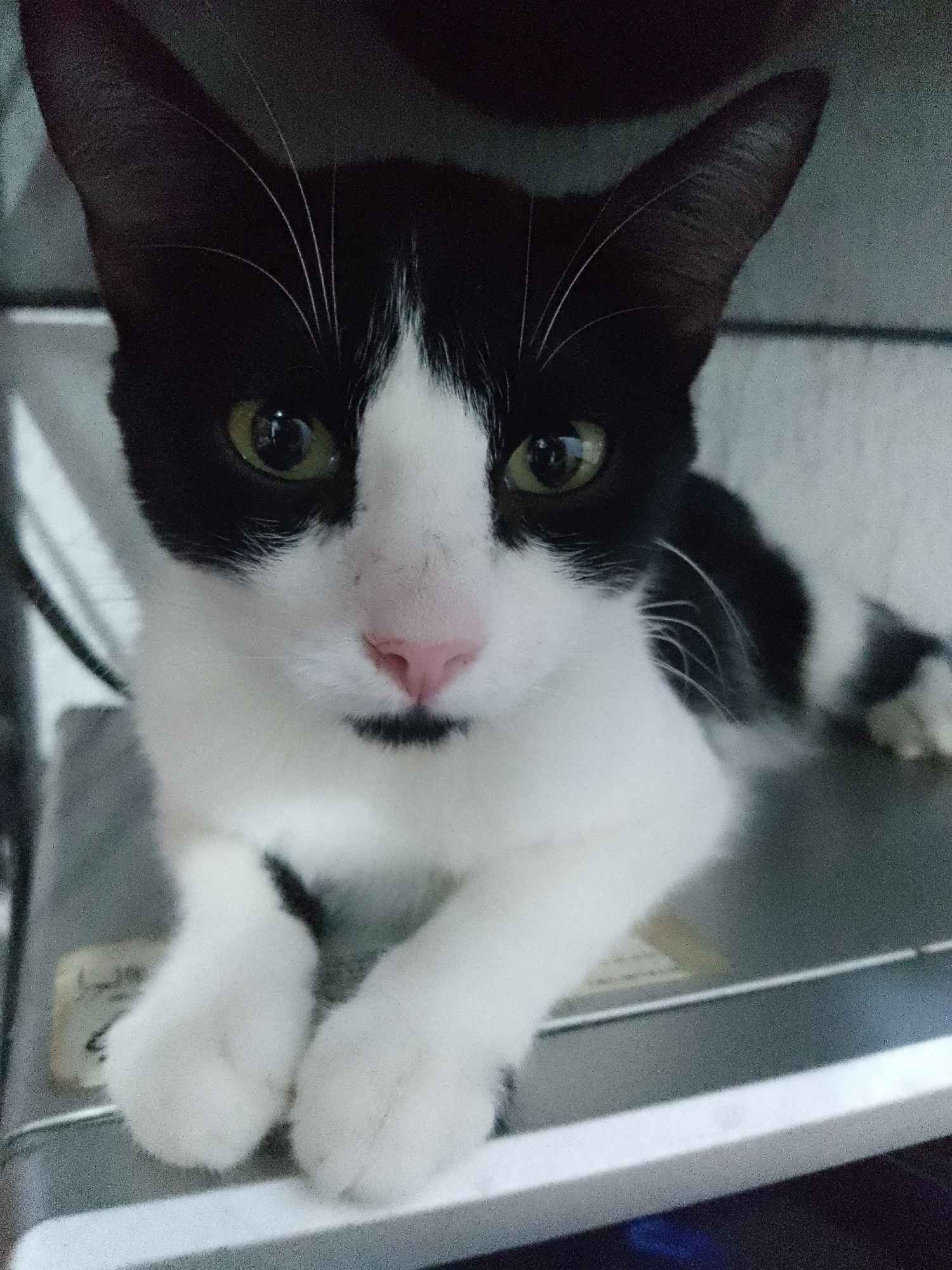 A black and white cat is lying on a metallic surface. The cat has green eyes, a pink nose, and a black patch under its mouth. The cat's front paws are visible, resting on the surface. The background is blurred.