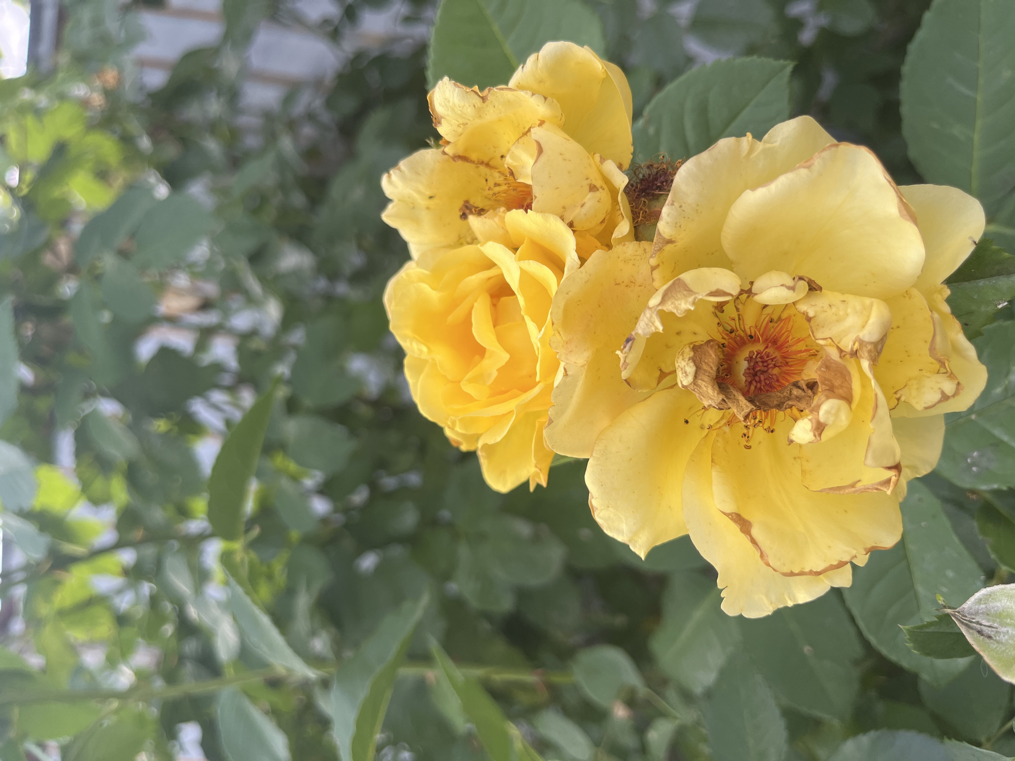 A close-up, eye-level shot focuses on two yellow roses blooming in front of lush green foliage. The rose in the foreground is partially open, with its petals unfurling to reveal a reddish-orange center. The edges of its petals are tinged with brown, indicating they are starting to wilt. The second rose, slightly behind and above, is more fully bloomed and a brighter yellow, also showing signs of wilting at the edges. The background is filled with out-of-focus green leaves and a hint of a white fence. The lighting suggests it is daytime. The scene is outdoors and appears to be in a garden.