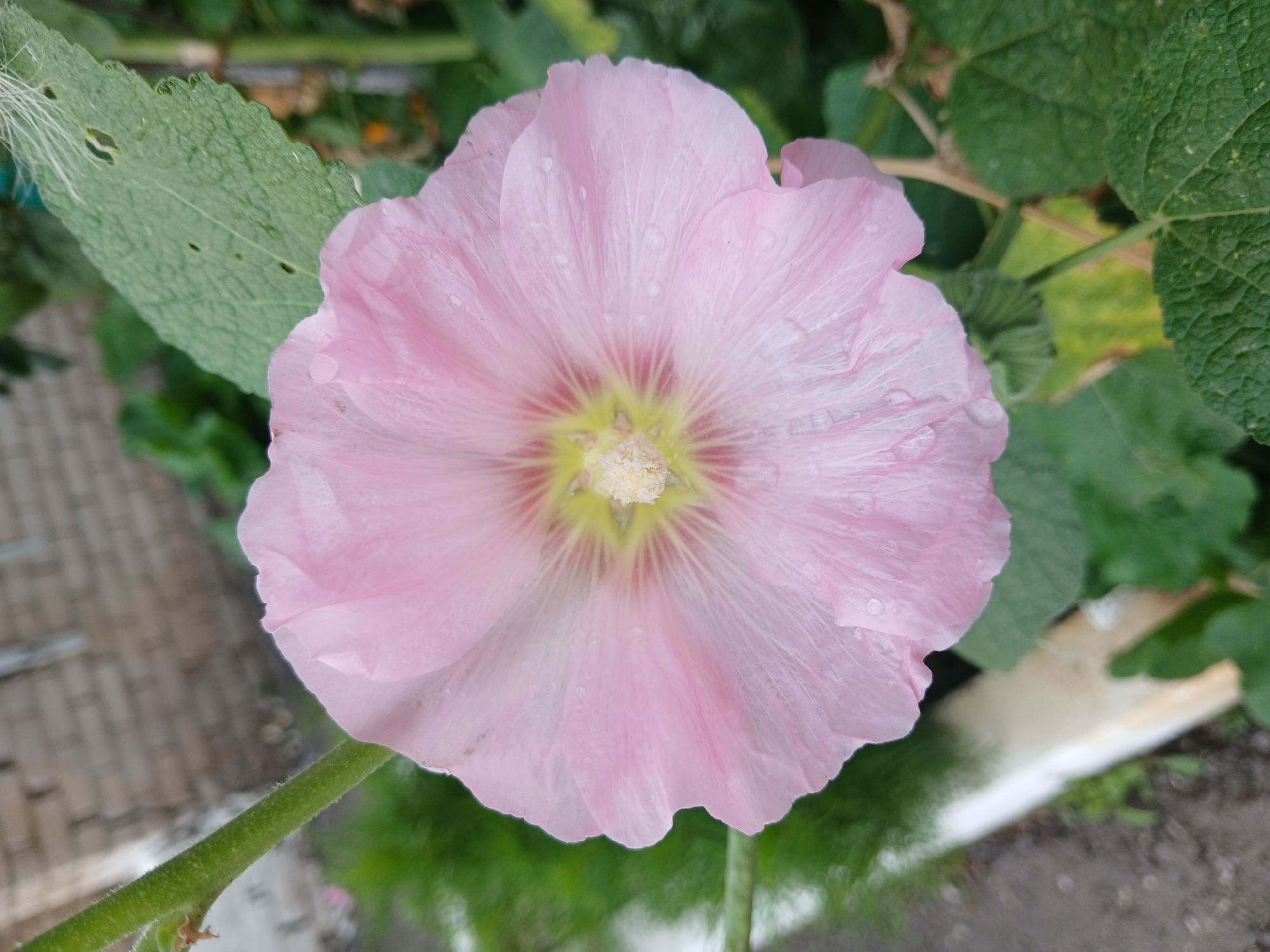 The image shows a close-up of a single, large, light pink hollyhock flower in full bloom. The flower has delicate, ruffled petals and a bright yellow center with visible stamens. Small water droplets are scattered across the petals, suggesting recent rain or dew. The flower is attached to a thick, green, fuzzy stem. In the background, blurred green foliage is visible, along with hints of a brick wall and an asphalt surface, consistent with an outdoor urban environment. The overall impression is of a vibrant, healthy flower in a natural setting within a city. The location provided, Щучинск қаласы әкімдігі, Kazakhstan, indicates this flower is likely in the administrative area of the city of Shchuchinsk.