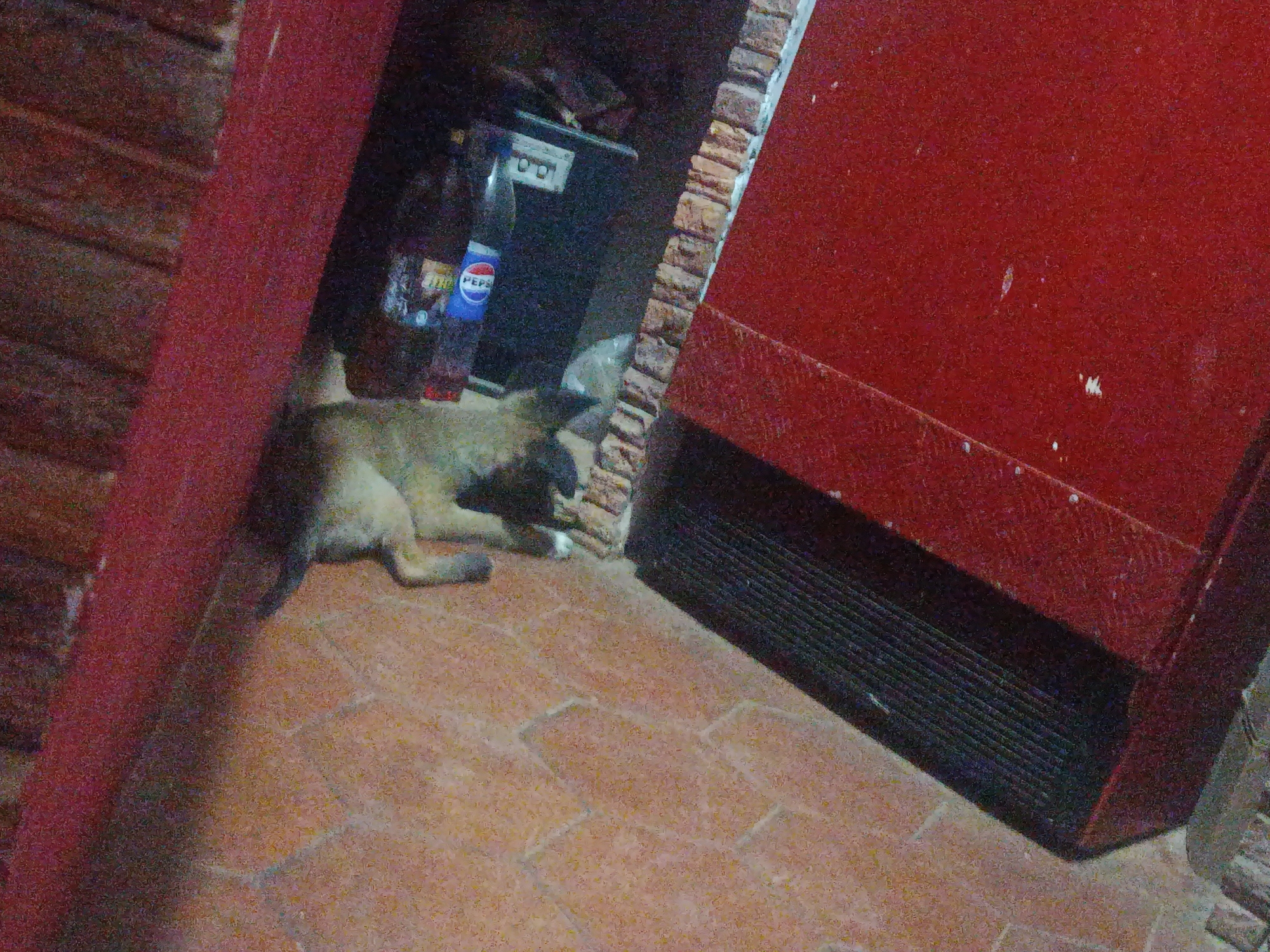 A dimly lit indoor scene shows a medium-sized dog lying on a tiled floor next to a red cabinet or door. A bottle of Pepsi is visible behind the dog. The surrounding walls are reddish-brown. The location is potentially Juan Griego, Venezuela.