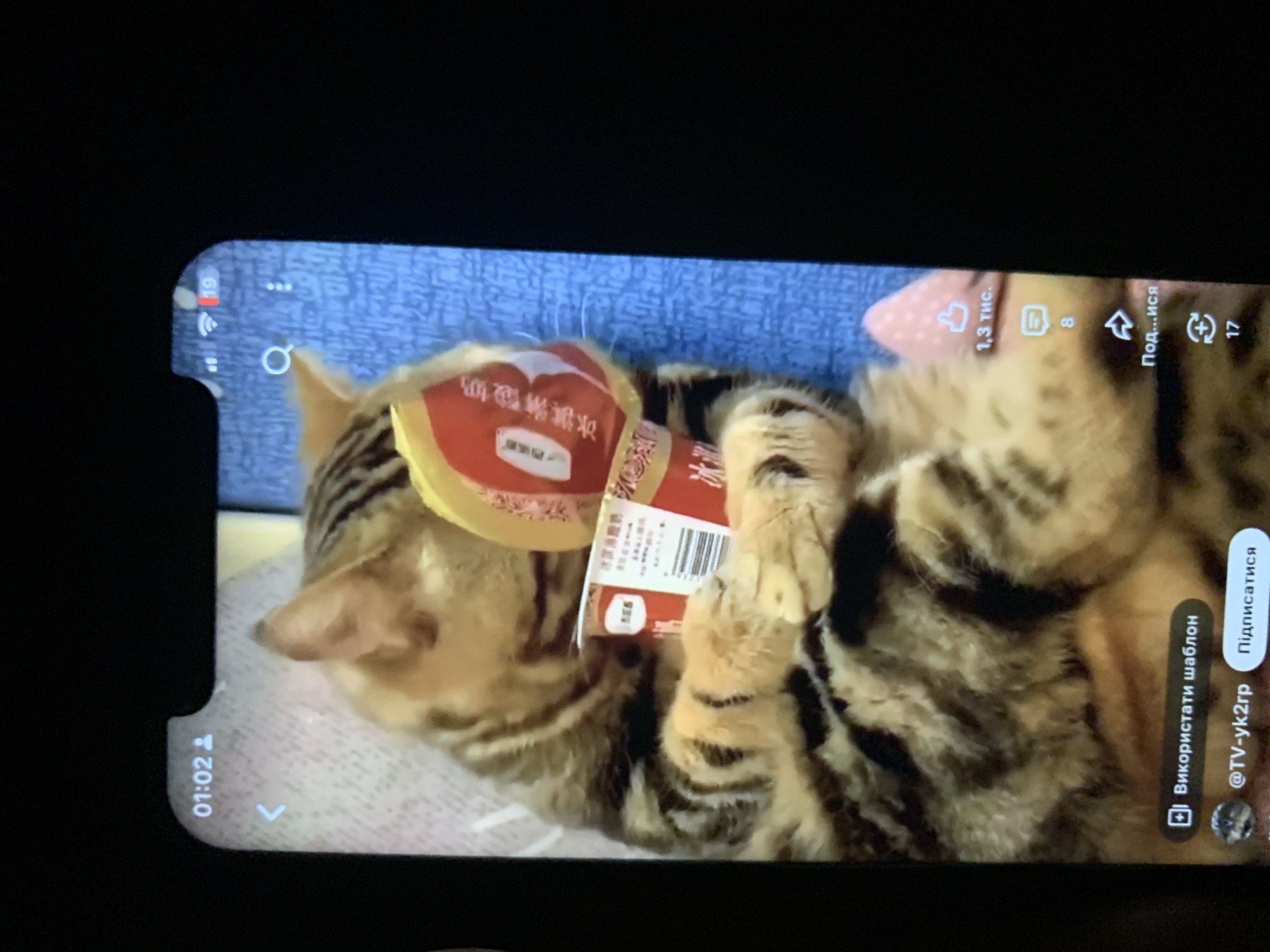 The image shows a phone screen displaying a video of a cat holding a red and yellow cylindrical container. The cat is striped brown and black and appears to be lying down. The container has Chinese text on it. The phone screen shows interface elements such as a clock displaying "01:02", a back arrow, a search icon, and icons for likes, comments, shares, and other actions. The background of the phone screen is a blue, textured surface. There is no information in the image that provides any indication of the location being the city of Zhmerynka, Ukraine.