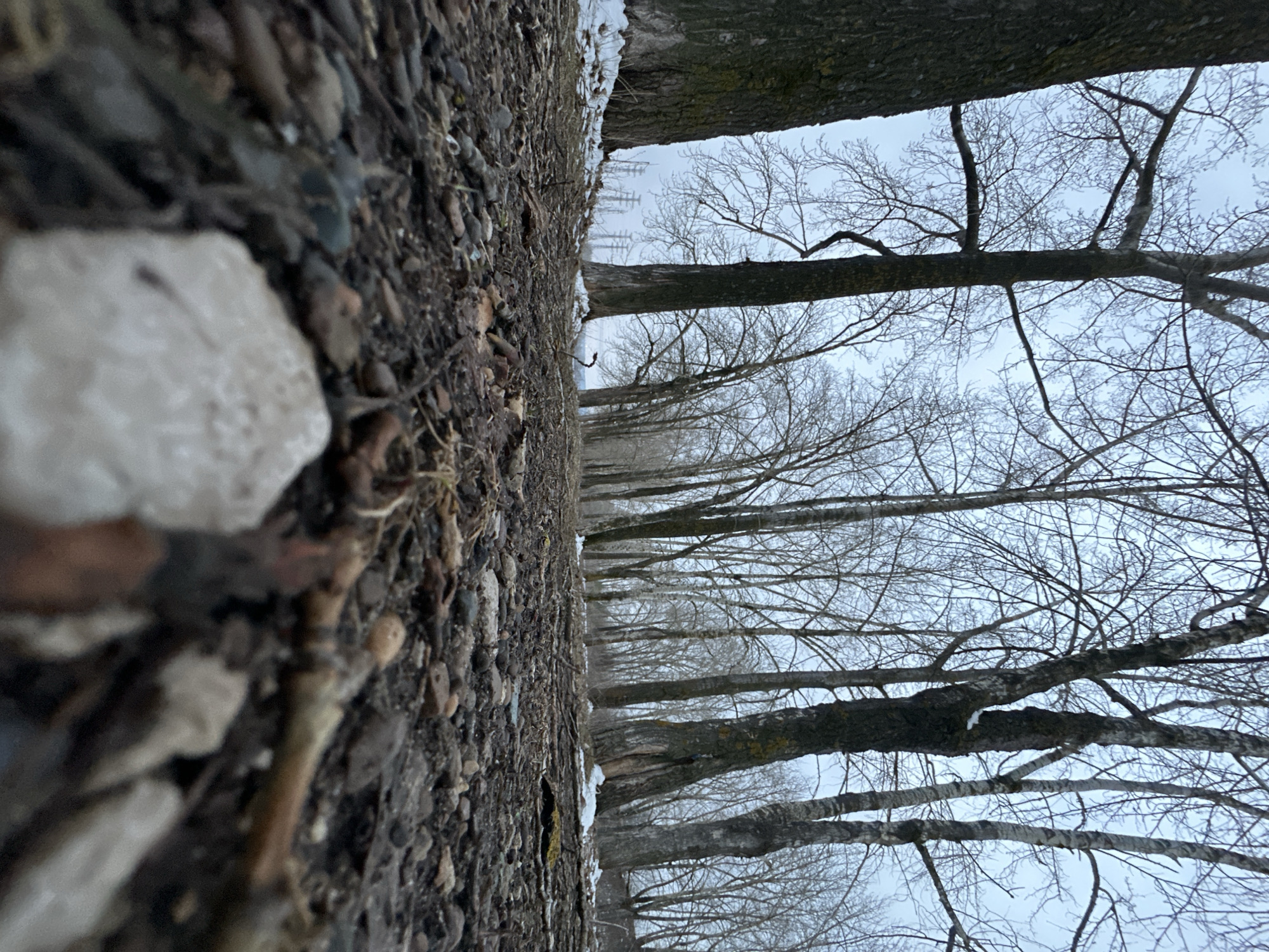 The image depicts a line of bare trees along a path, likely in a park or wooded area of Chaikovsky, Russia. The ground is covered in gravel, dirt, and some snow. A large white stone is prominent in the foreground on the left. The sky is overcast. There are no people visible. The trees are leafless, indicating it is likely winter or early spring.
