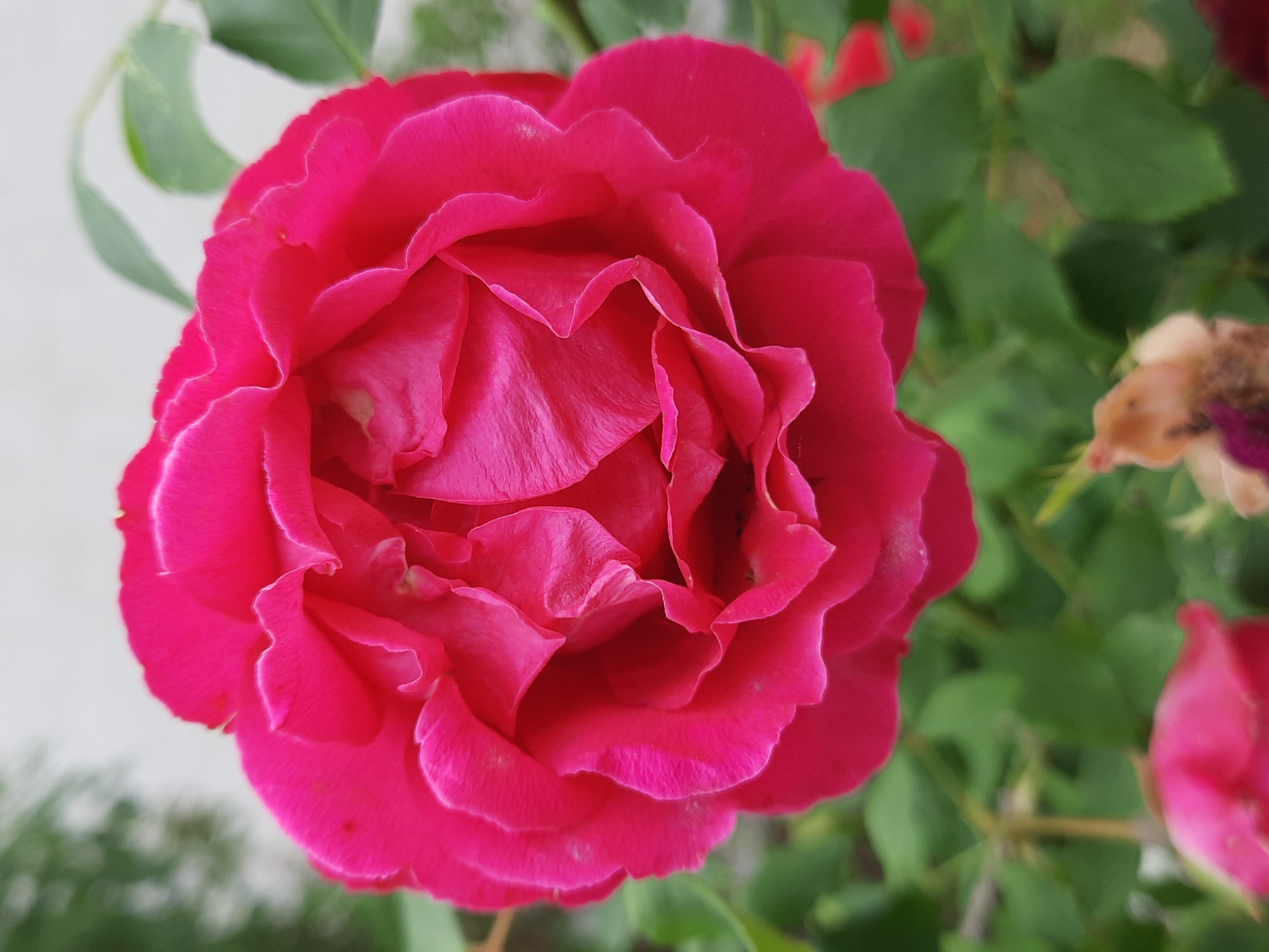 The image shows a close-up, top-down view of a fully bloomed, vibrant pink rose. The rose is the central subject, filling most of the frame, with its numerous ruffled petals tightly packed together, revealing a deep, shadowed center. The petals exhibit subtle variations in texture and color, with some lighter highlights and a few tiny specks of what appear to be dust or pollen. The rose is situated outdoors, with blurred green foliage in the background, suggesting a garden or park setting. The lighting appears natural and diffused, casting soft shadows. There is no indication of the city of Rosenheim, Germany, or any specific location details within the image.