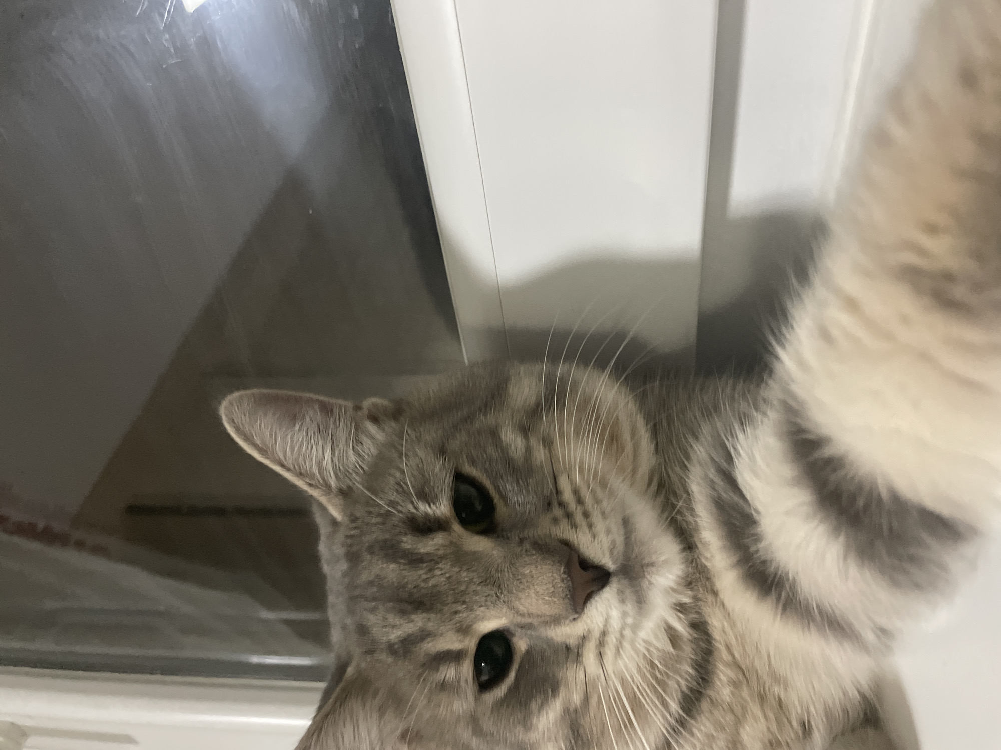 A close-up, tilted portrait shot of a grey tabby cat. The cat is positioned in front of a window and white wall frame. The location is not discernible and cannot be determined with the given information.