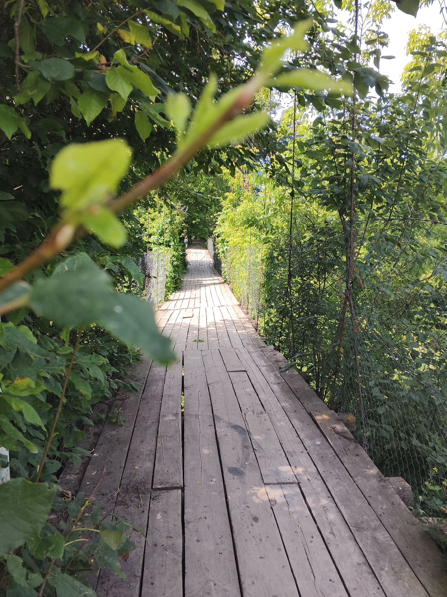 An outdoor, eye-level, vertical shot shows a weathered wooden plank walkway disappearing into a tunnel of dense green foliage. The walkway is constructed from rough-hewn wooden planks, some of which show signs of age and wear. The planks are laid parallel to the direction of travel, forming a narrow path. The walkway is bordered on both sides by chain-link fencing, which is partially obscured by overhanging green leaves and branches. Sunlight filters through the leaves, casting dappled shadows on the walkway, creating a sense of depth and mystery. The foliage is lush and vibrant, suggesting a warm season, possibly summer. The environment appears natural and untamed, with the walkway providing a man-made passage through the overgrowth. The scene is devoid of any people or discernible activity. The image's composition draws the viewer's eye down the vanishing point of the walkway, inviting exploration into the green tunnel.