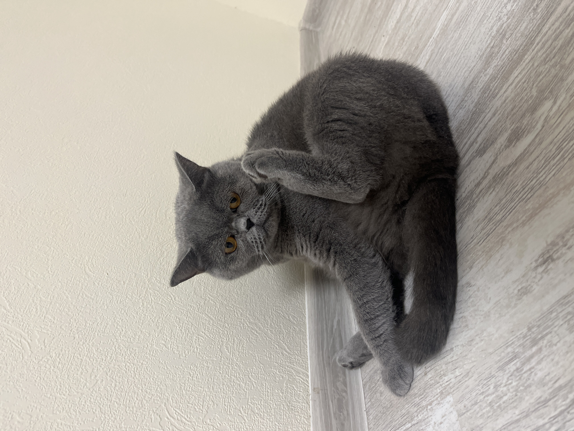 A gray British Shorthair cat sits on a light wood floor, leaning against a textured off-white wall. The cat is positioned in the center-left of the frame, with its hindquarters to the right. Its left foreleg is bent and tucked under its chin, with its paw near its face, while its right foreleg is extended outwards. Its hind legs are tucked underneath its body. The cat's gaze is directed towards the viewer with a curious expression, and its ears are slightly flattened back. The environment appears to be indoors, possibly a room in a residential building. The lighting is soft and diffused, casting subtle shadows on the floor and wall. There are no people or other animals visible in the image. The image does not provide any specific information or clues that would indicate its location in the city of Saint Petersburg, Russia.