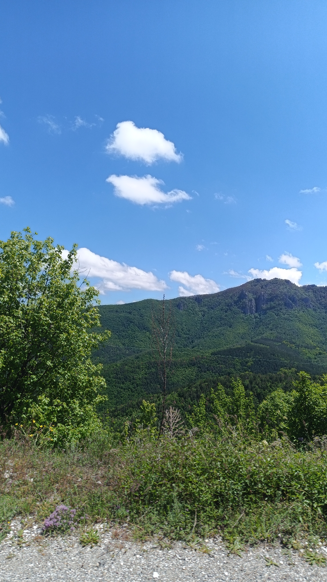 The image depicts a landscape in Oreshets, Bulgaria, under a bright blue sky with scattered white cumulus clouds. A densely forested mountain rises in the background, its slopes covered in lush green vegetation. In the foreground, a variety of bushes and trees partially obscure the view, their foliage creating a natural barrier. The ground consists of gravel. No people or actions are visible in the image.