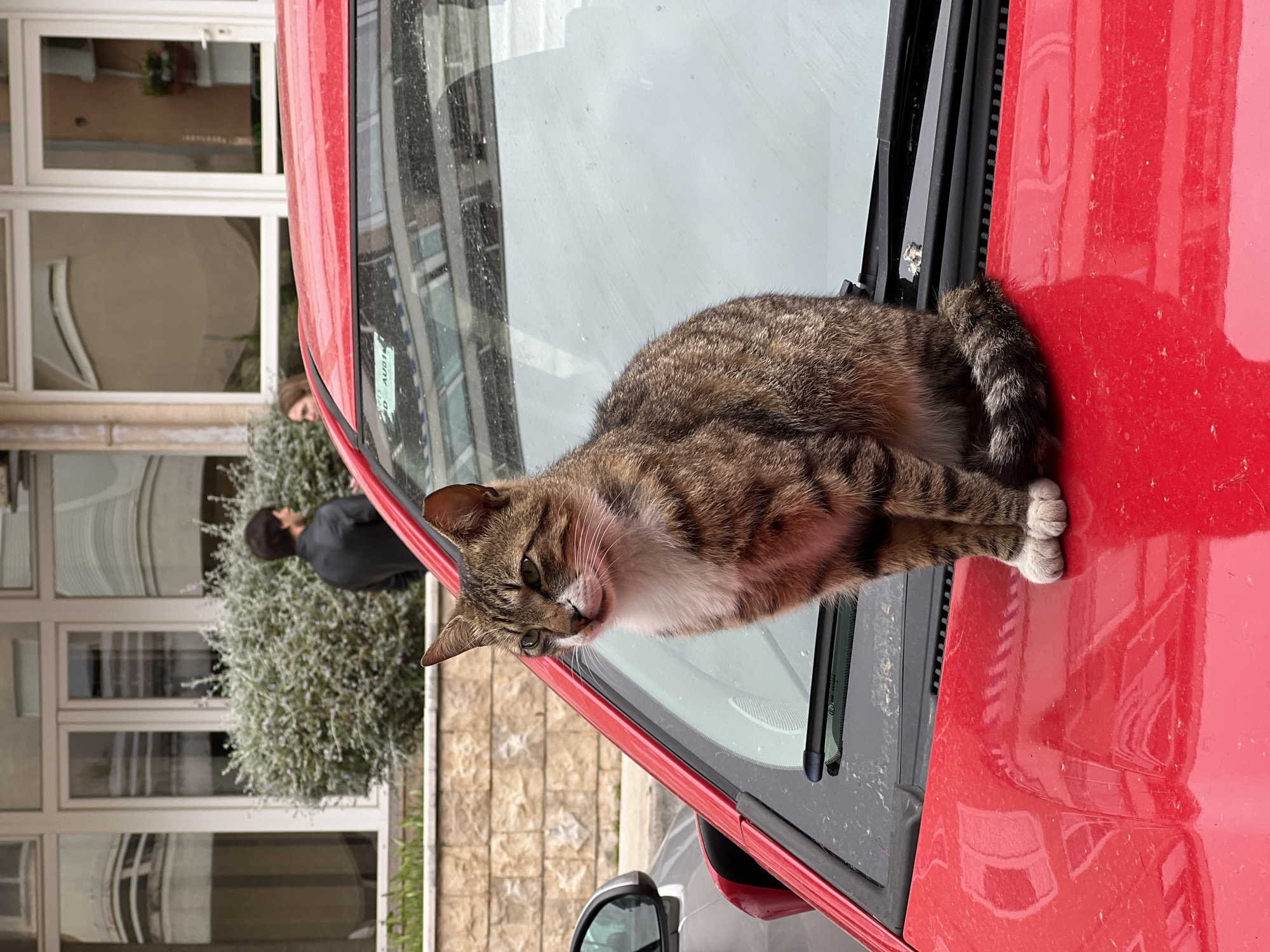 A tabby cat with white paws rests on the hood of a red car. The car is parked on a street, a building and vegetation are visible in the background. In the reflection of the car’s windshield, a person in a black jacket is discernible. The location appears to be in Budva, Montenegro.