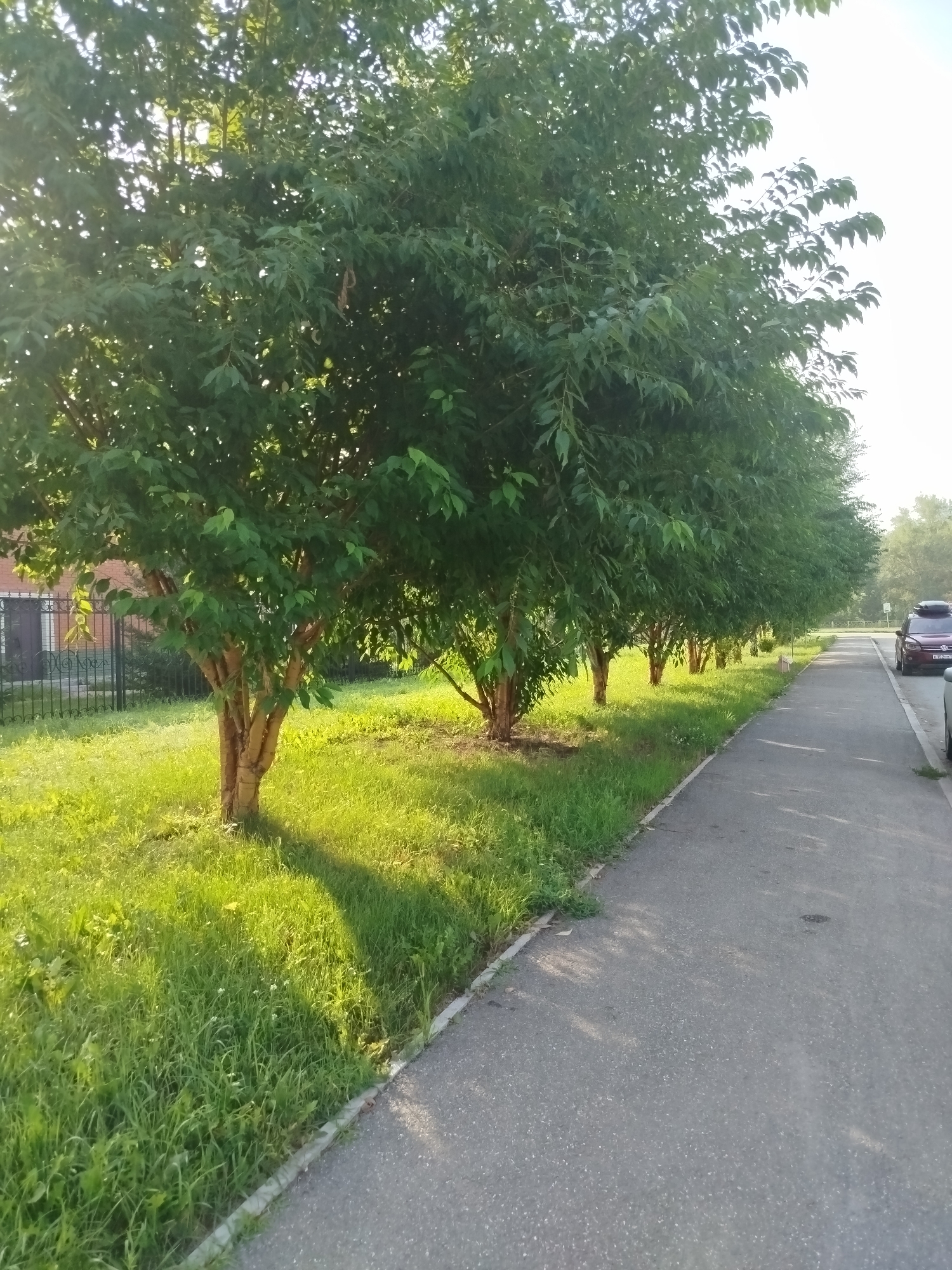 A line of trees with slender, light-brown trunks and dense green foliage is situated along a grassy area that borders a paved walkway. The walkway curves to the right, with a dark-colored SUV parked on its right edge. The sun casts long shadows from the trees onto the grass and walkway, indicating it is likely late afternoon or early morning. In the background, a low black fence separates the grassy area from a brick building. The scene appears to be in a residential or park area, possibly within the city of Berdsk municipality, Russia, given the architectural style of the fence and building, and the type of vegetation. No people are visible in the frame.