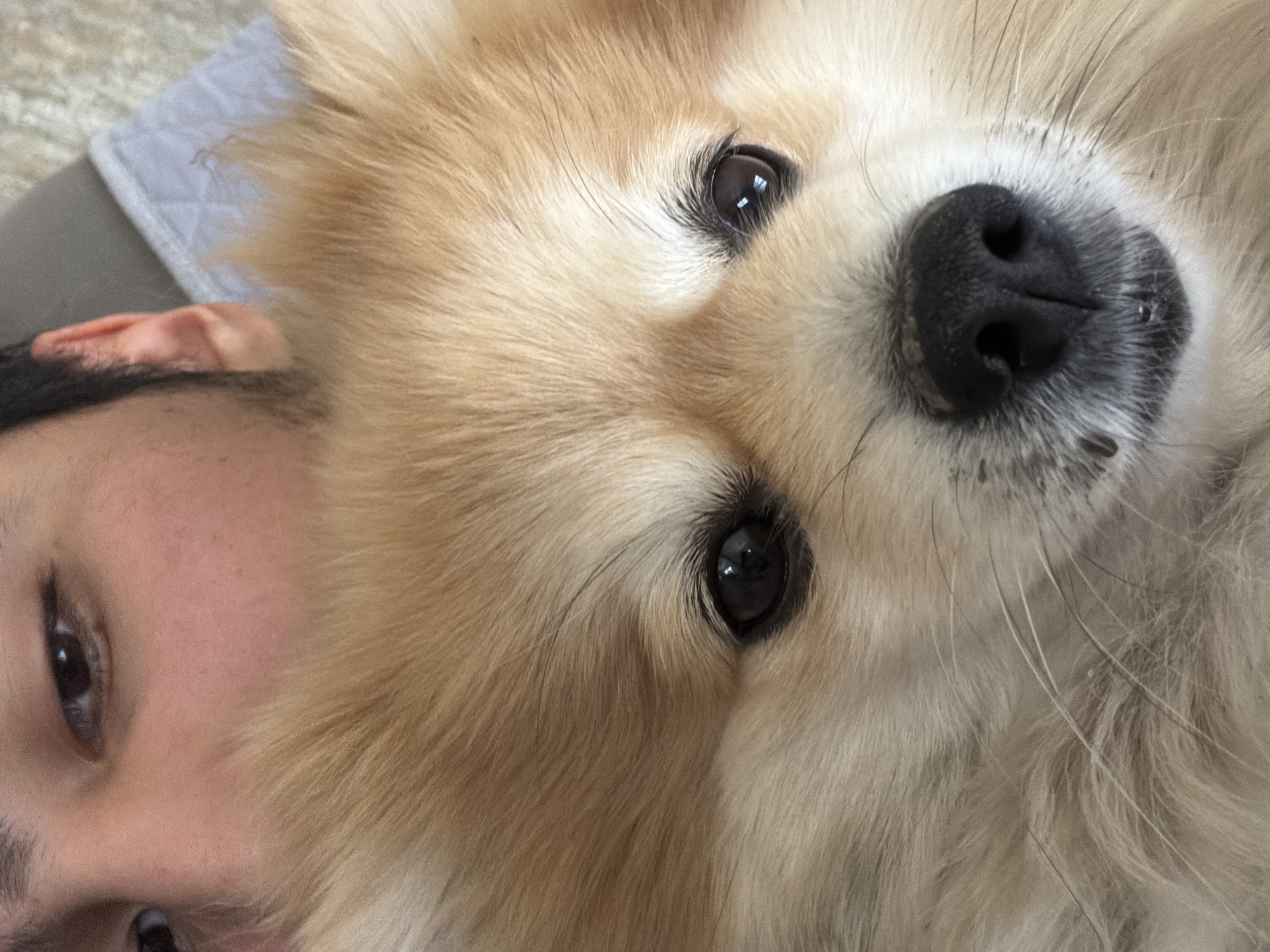 The image is a close-up, angled shot of a tan-colored dog's face next to a person's face. The dog's face is dominant, featuring its black nose and two dark eyes. A portion of a human face is visible on the lower left, showing an eye, part of the cheek, and hair. The environment is indistinct. There is no indication of location in Cuautla, Mexico.