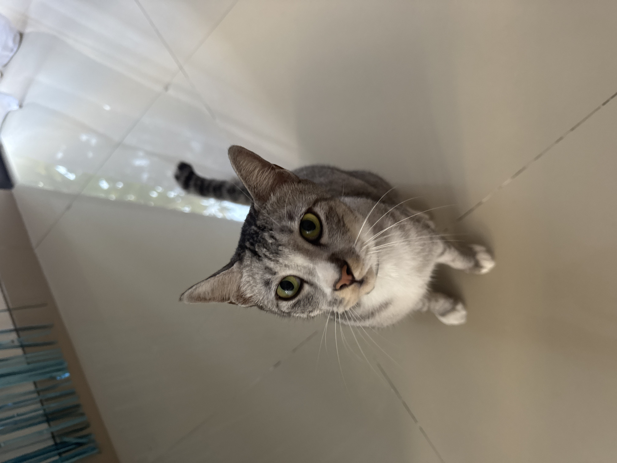 An image captures a domestic cat looking directly upwards at the camera from a light-colored tiled floor. The camera's perspective is from above, looking down at the cat, which occupies the lower-right portion of the frame. The cat is a silver or grey tabby with a patterned coat of dark grey stripes and spots against a lighter grey and white base, particularly noticeable on its chest and muzzle. Its large, bright green eyes are prominent, as are its long white whiskers. The cat's head is tilted slightly, conveying an expression of curiosity and alertness. The floor is composed of off-white or light beige tiles with visible grout lines, and slight reflections suggest a smooth surface. In the bottom-left corner, a partial view of what appears to be blue or turquoise horizontal slats, possibly part of blinds or shelving, is visible. The scene is brightly and evenly lit, indicative of an indoor daytime setting. No text is present in the image. The location is Kuta Selatan, Indonesia.
