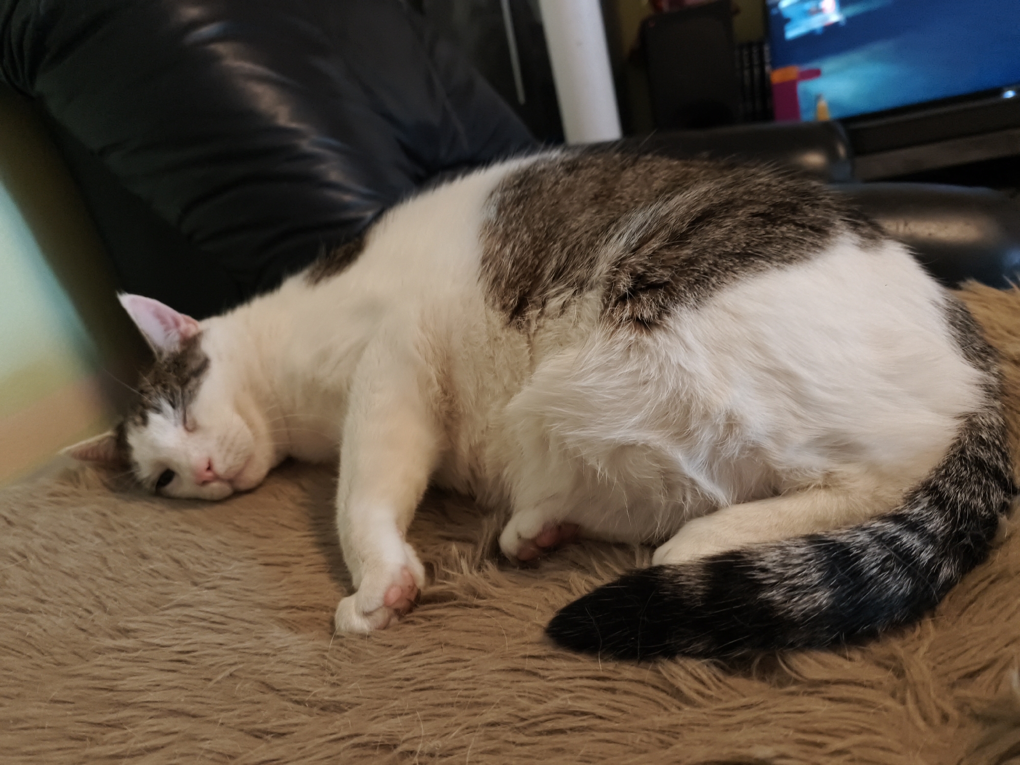 A calico cat is lying on its side on a shaggy, tan rug. The cat has white fur with patches of brown and black. Its eyes are closed, and its head is resting on its paws. The background is blurred, but it appears to be an indoor setting with a dark-colored couch and a television in the distance. The cat is located in Calberlah, Germany.
